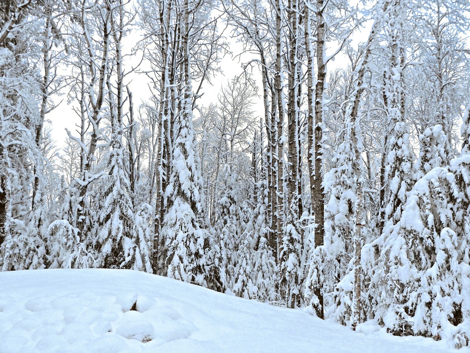 Fujifilm FinePix S8600 sample photo. Winter, snow, white photography