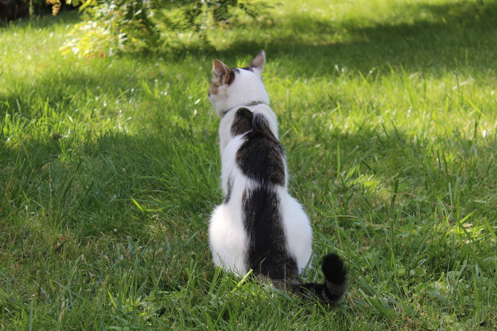 Canon EOS 600D (Rebel EOS T3i / EOS Kiss X5) sample photo. Npac kitty, kitten, cat photography