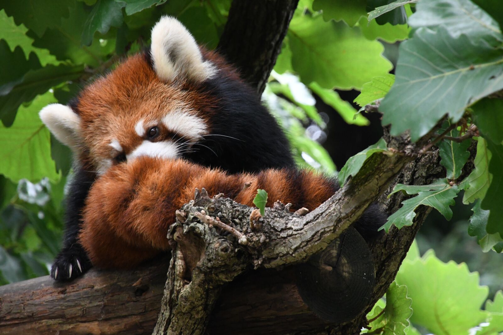 Nikon D7500 sample photo. Redpanda, tree, grooming photography