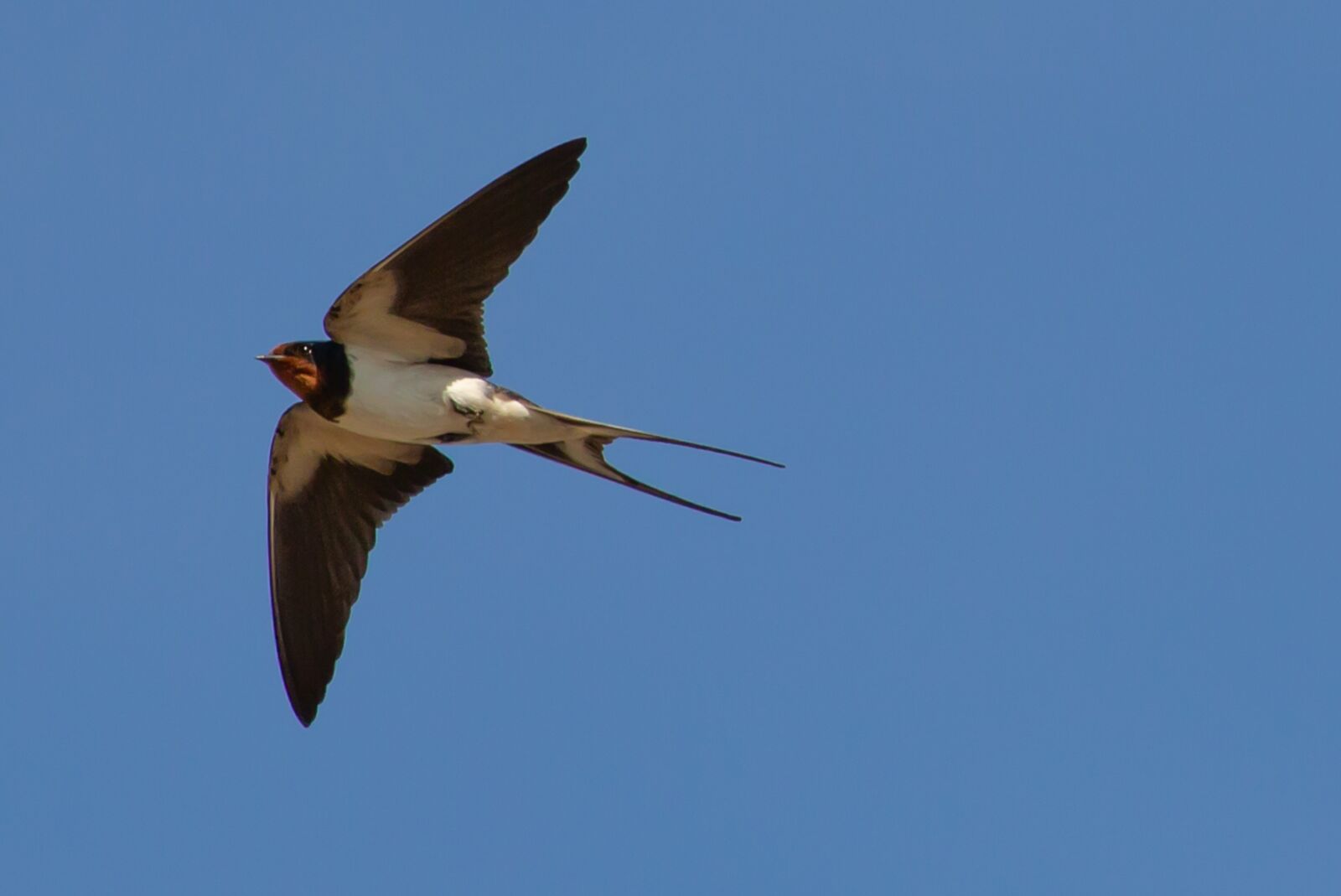 Canon EOS 5D Mark III sample photo. Swallow flying, swallow in photography
