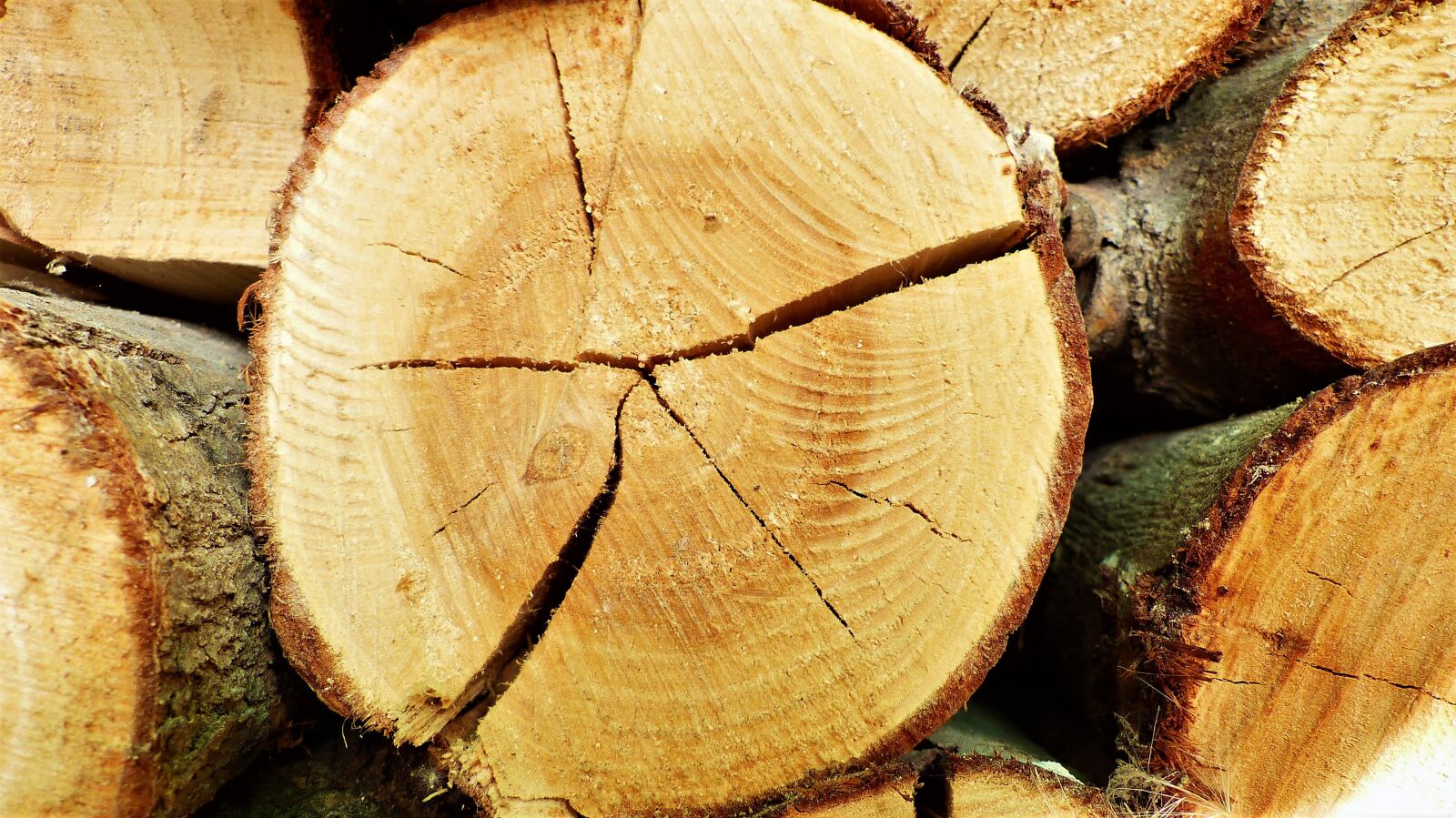 Panasonic Lumix DMC-FZ200 sample photo. Wood, cut, nature photography