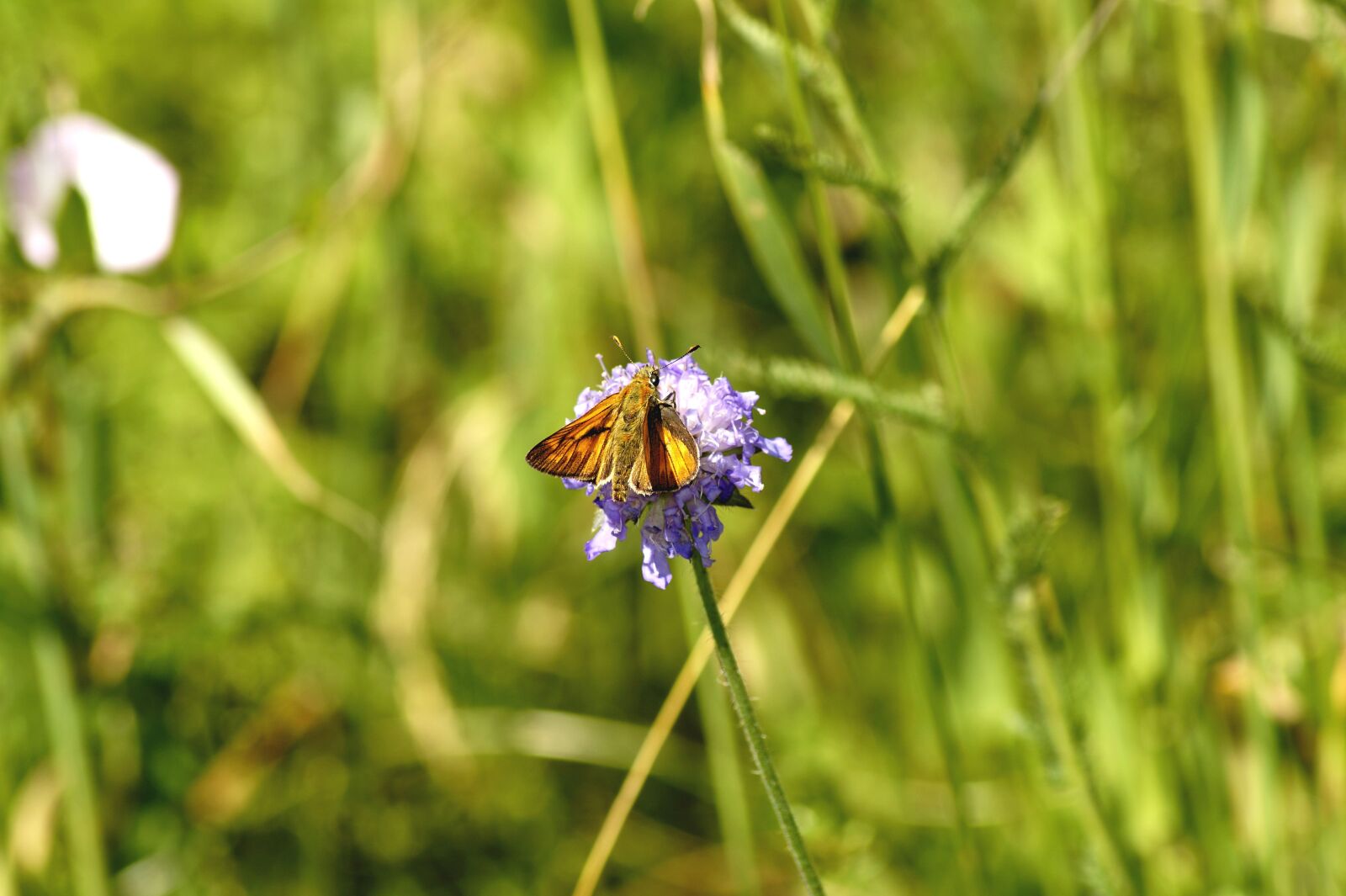 Sony SLT-A58 sample photo. Skipper, motte, insect photography