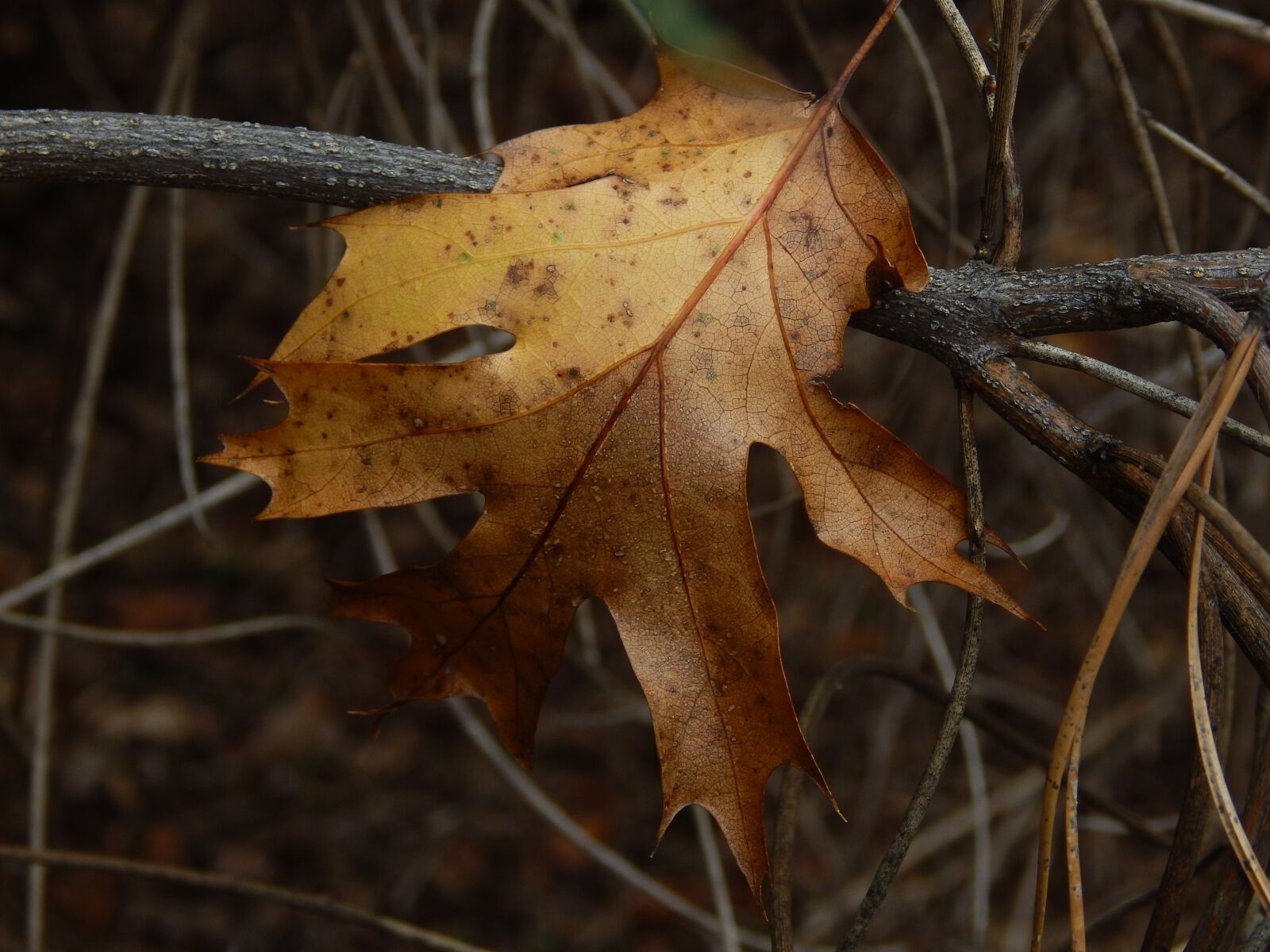 Nikon Coolpix L830 sample photo. Leaf, fall, brown photography