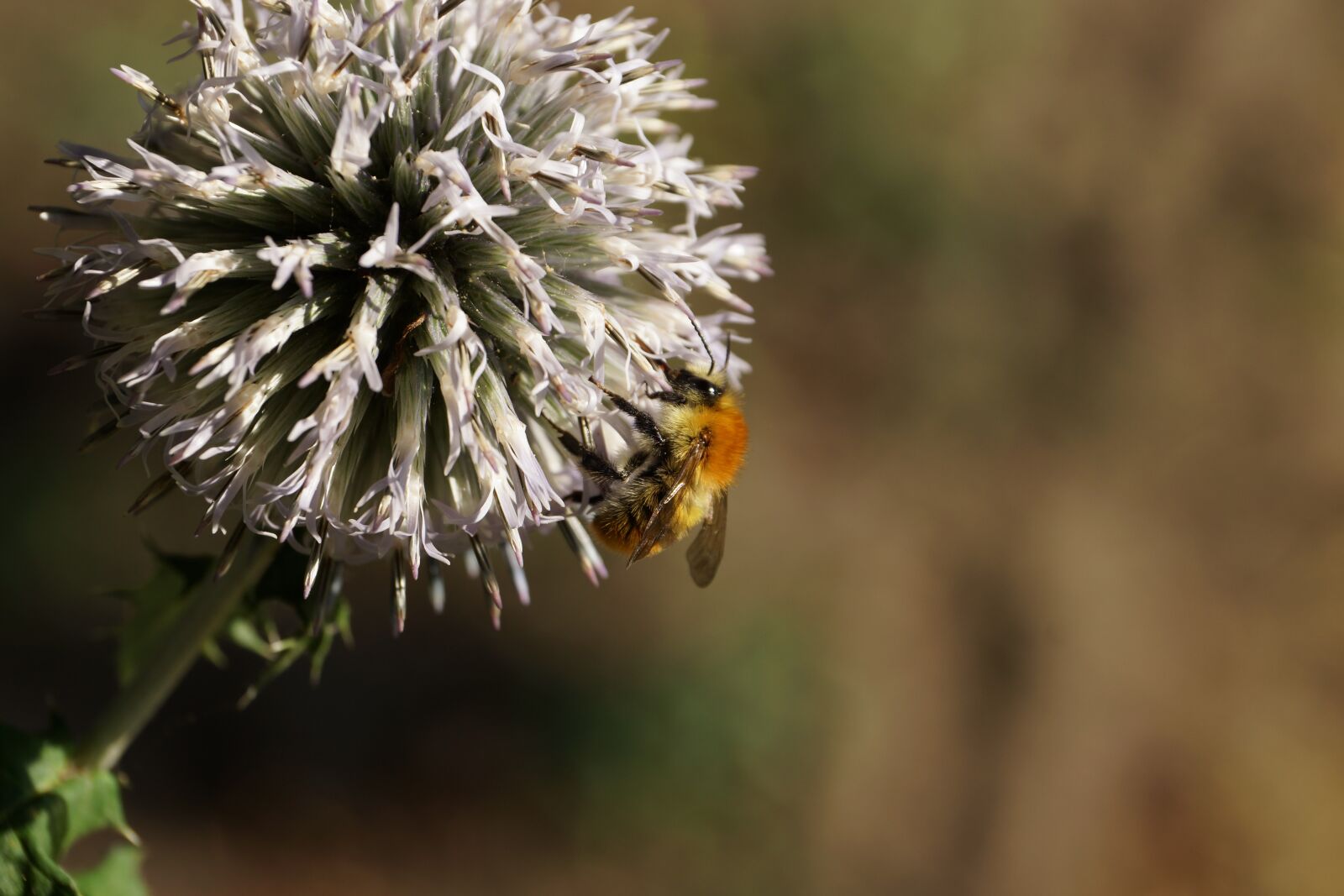 Sony DT 18-135mm F3.5-5.6 SAM sample photo. Bee, flower, macro photography