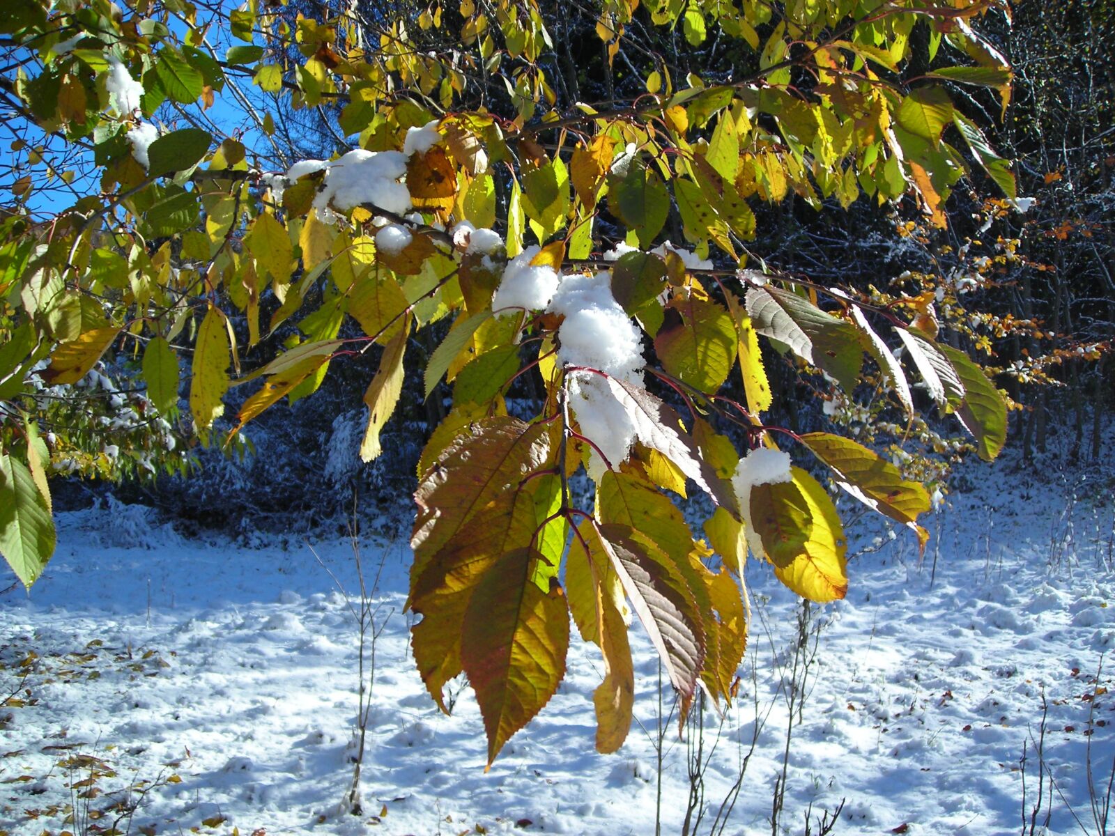 Nikon COOLPIX L2 sample photo. Leaves, winter, snow photography