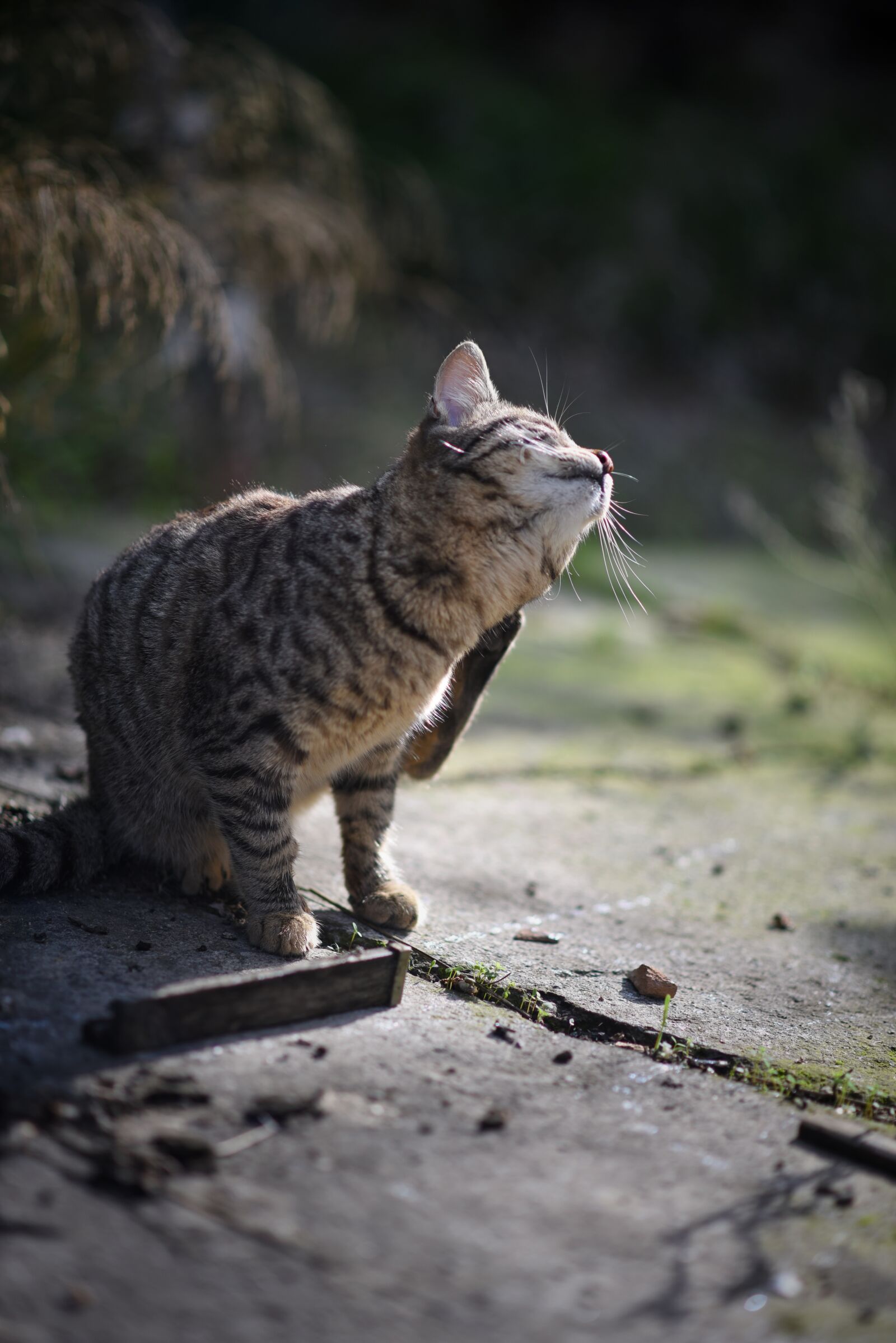 Nikon D750 sample photo