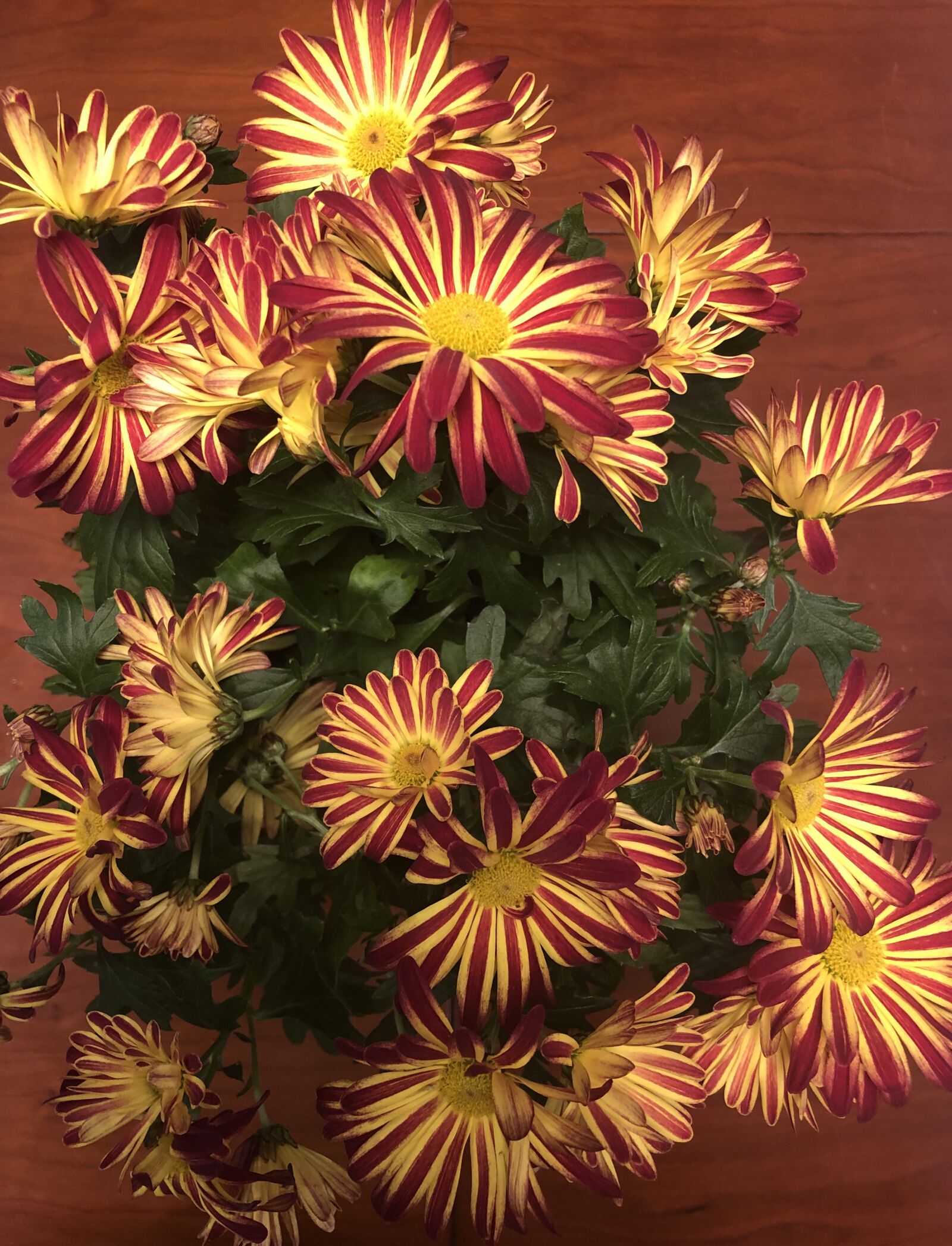 iPhone X back dual camera 4mm f/1.8 sample photo. Spring, color, joy photography