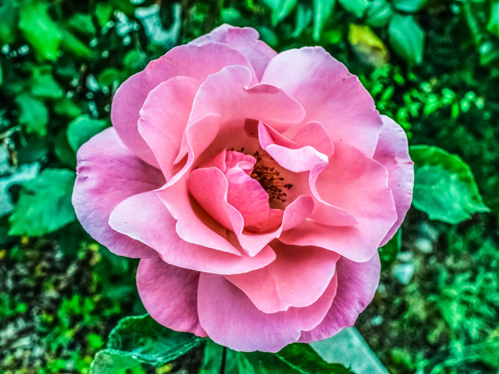 Nikon D3300 sample photo. Rose, pink, flower photography