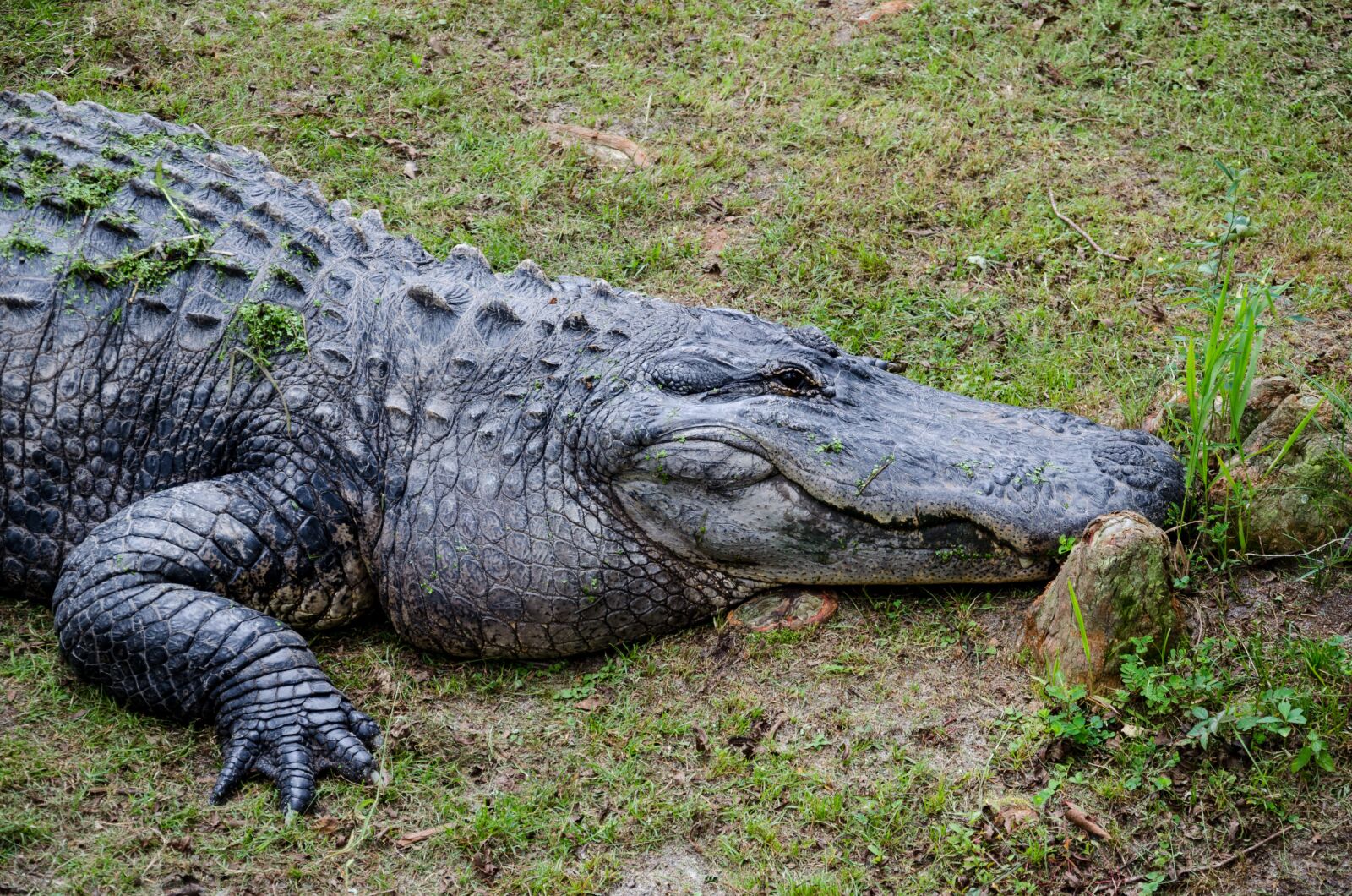 Nikon D5100 sample photo. Alligator alley, alabama, usa photography