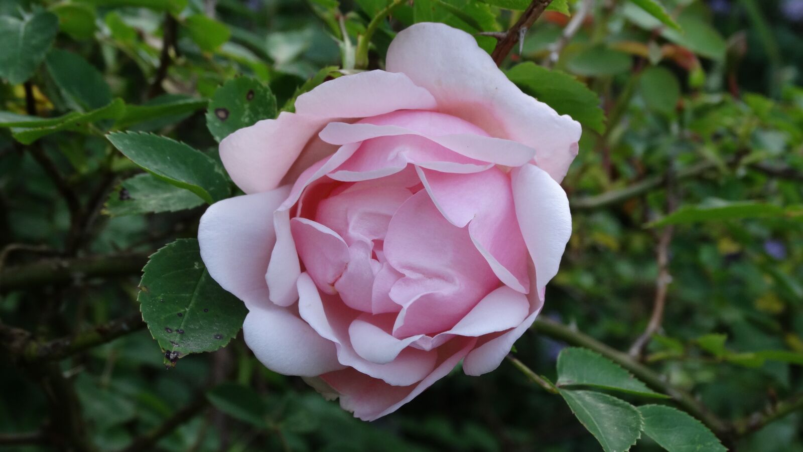 Sony Cyber-shot DSC-HX300 sample photo. Pink, flower, rosebush photography