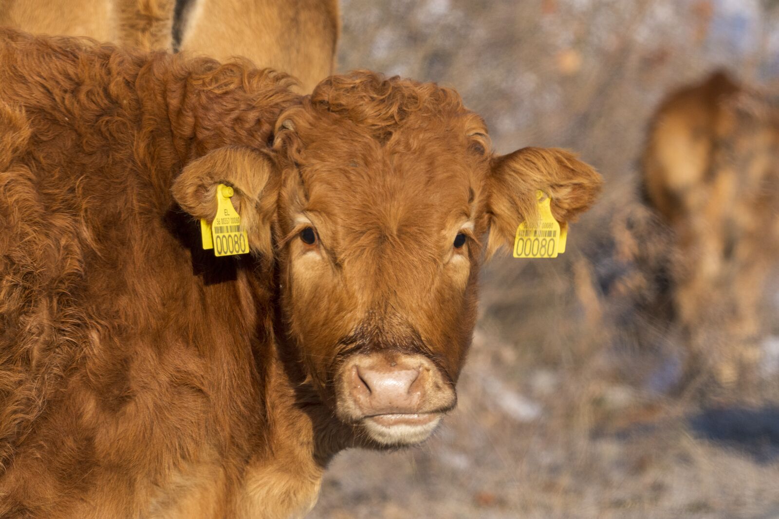 Nikon D7200 sample photo. Animal, cow, livestock photography