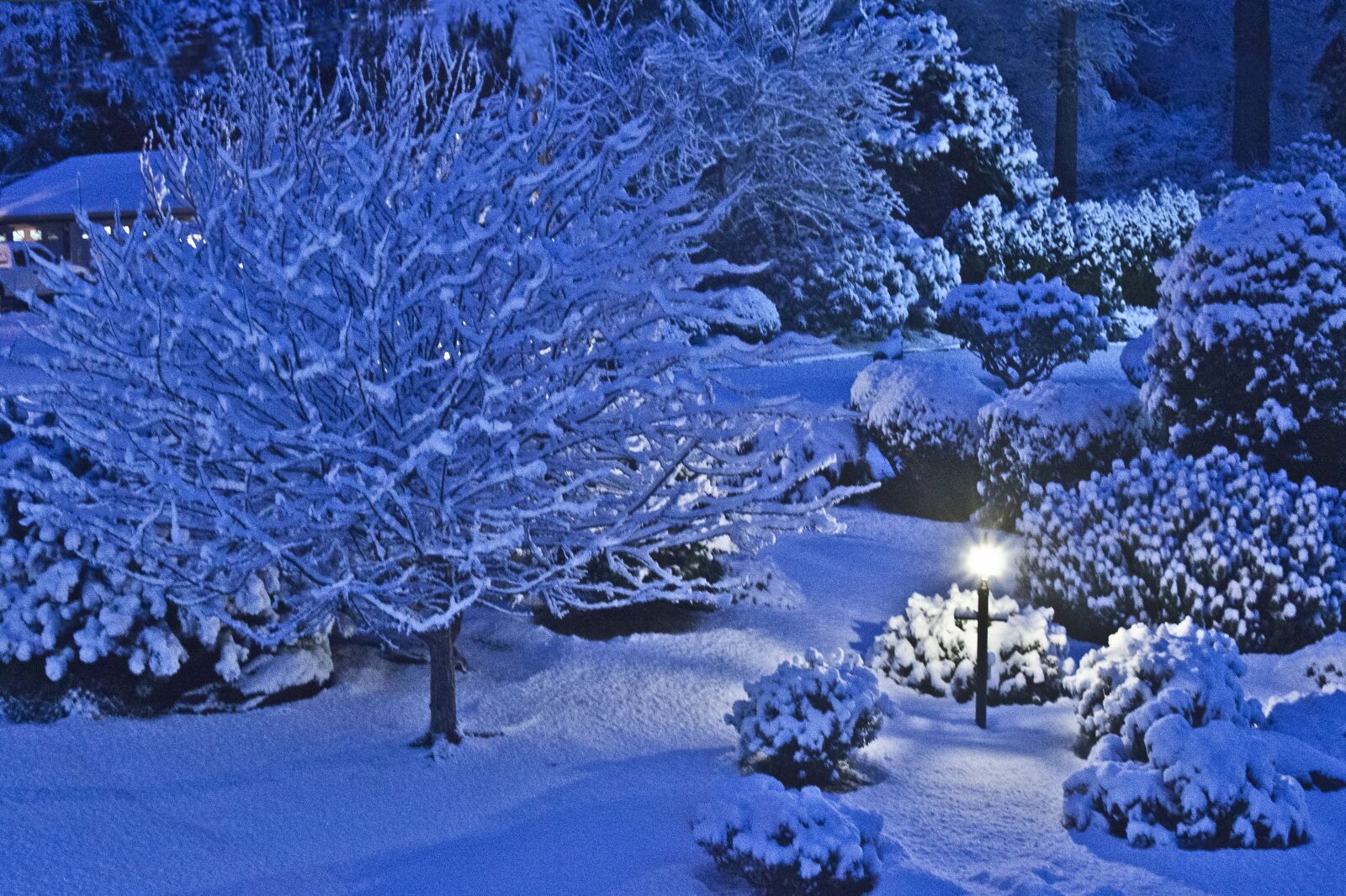 Canon EOS 500D (EOS Rebel T1i / EOS Kiss X3) sample photo. Winter, snow, christmas photography