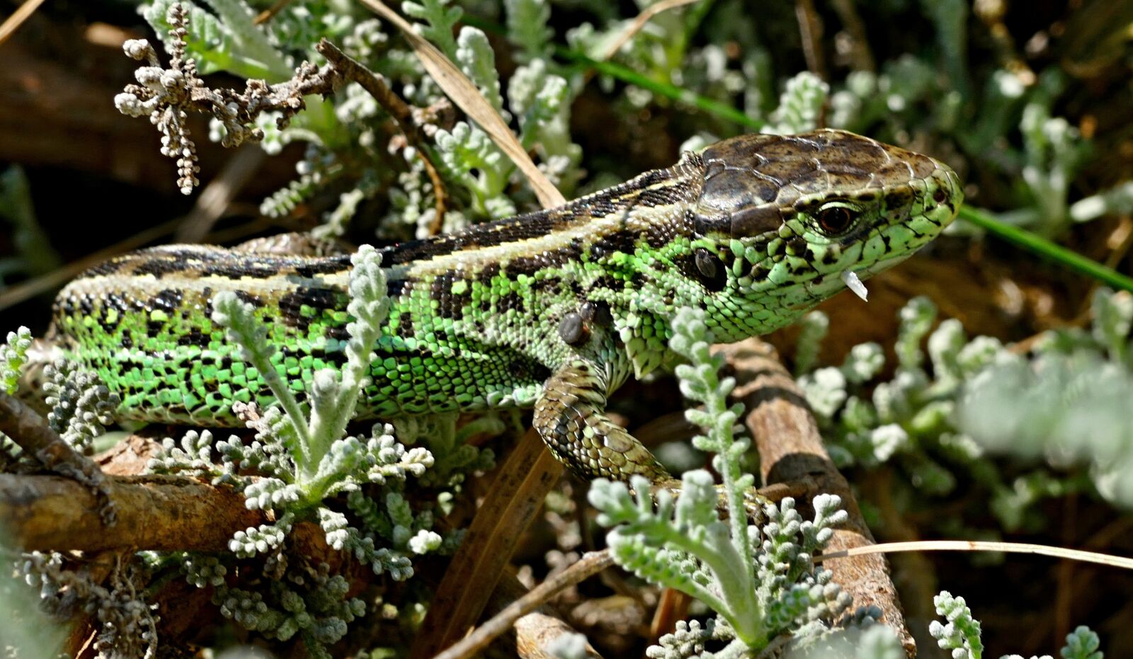Panasonic Lumix DMC-FZ1000 sample photo. The lizard, common, nature photography