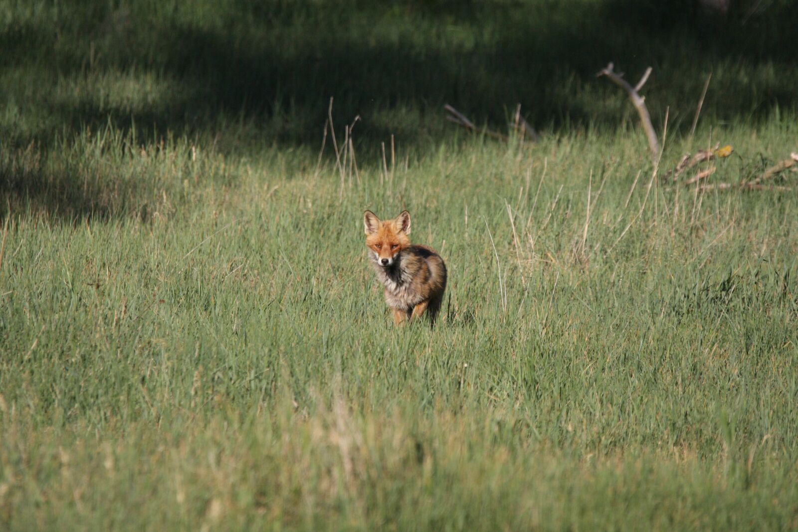 Canon EOS 40D sample photo. Fuchs, red fox, vulpes photography