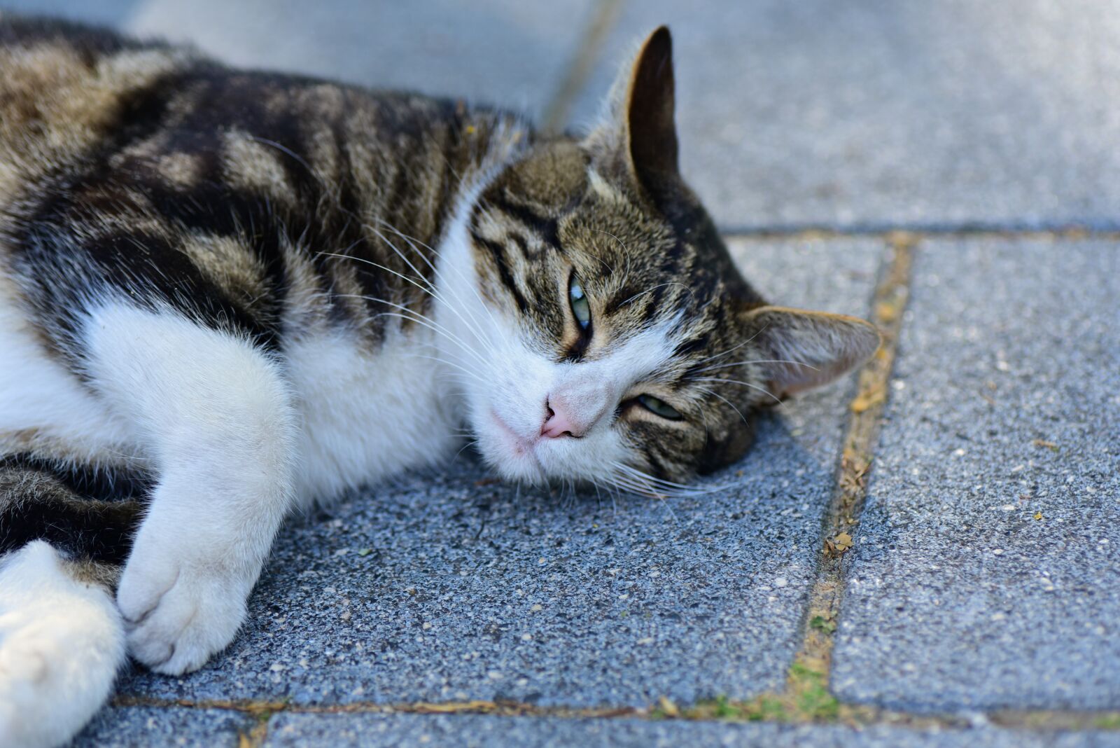 Nikon D750 sample photo. Cat, animal, domestic photography