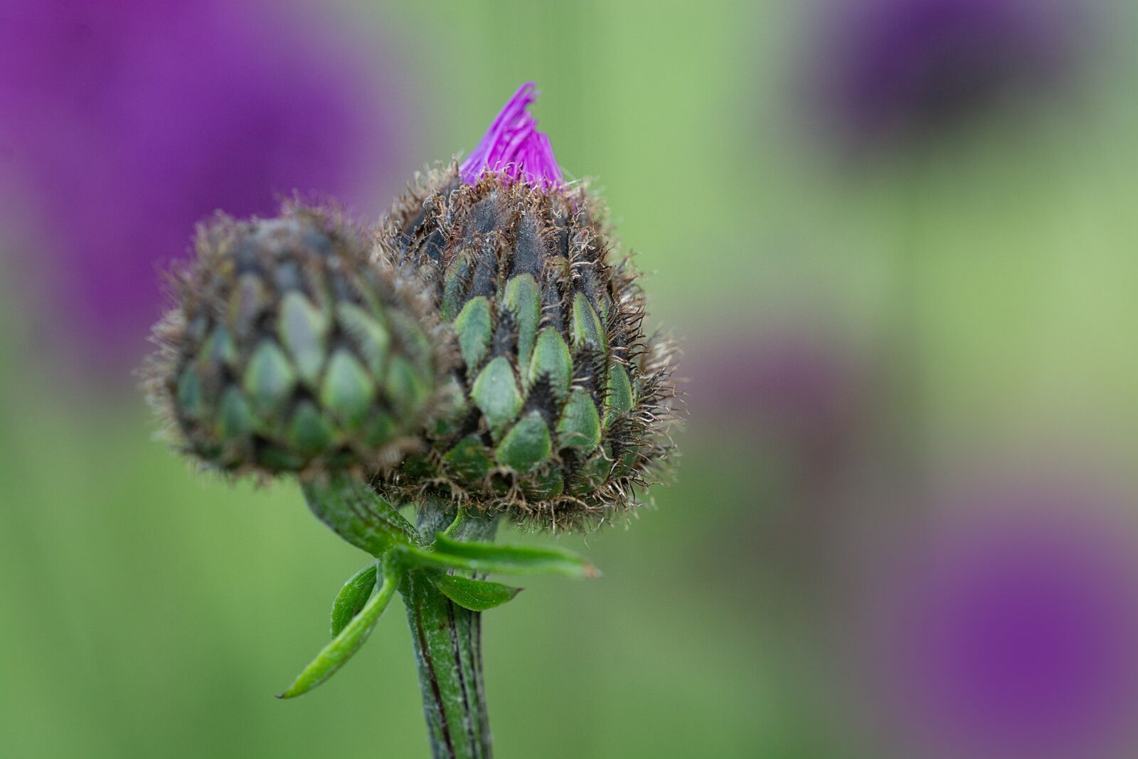 Nikon D7100 sample photo. Knapweed, bud, close up photography