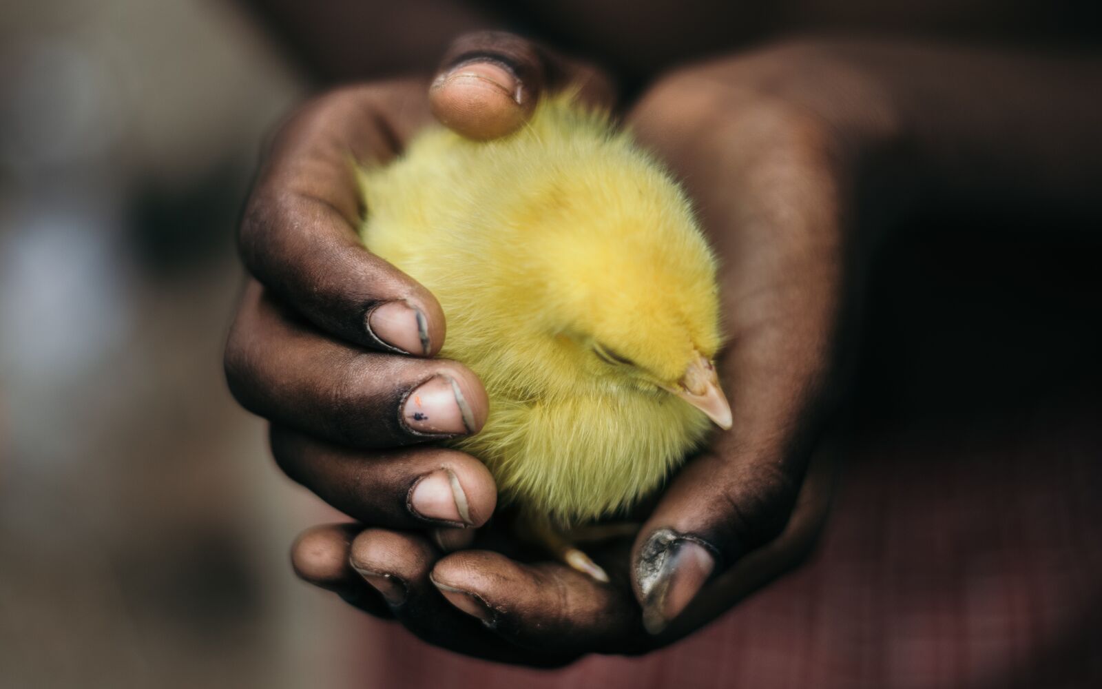 Canon EOS 7D Mark II sample photo. Life, chick, bird photography
