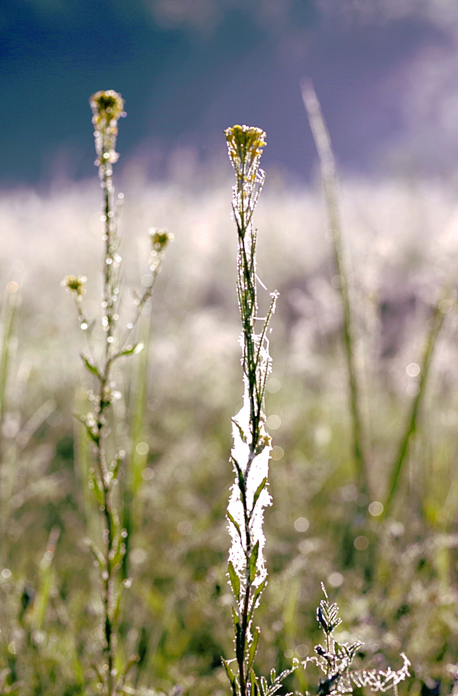Pentax K-S2 sample photo. Grass, cobweb, rosa photography