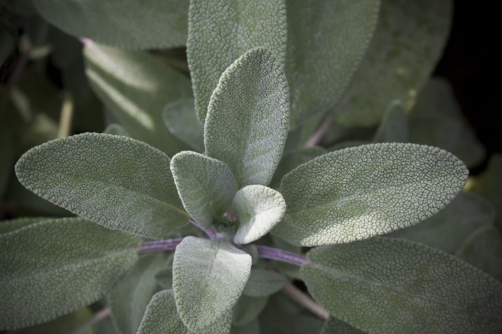 Canon EOS 50D + Canon EF-S 60mm F2.8 Macro USM sample photo. Sage, spice, culinary herbs photography