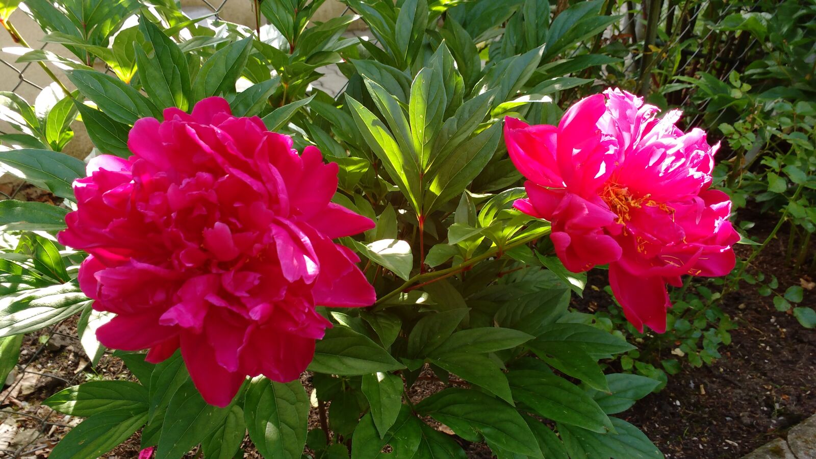 Motorola MotoG3 sample photo. Peony, roses, flowers photography