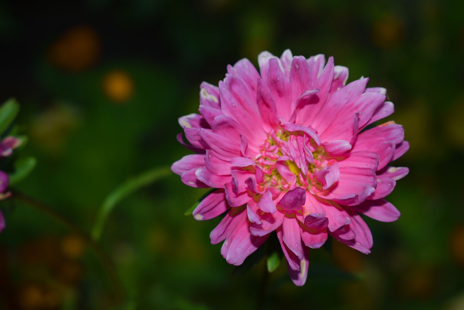 Nikon D3300 sample photo. Nature, summer flowers photography