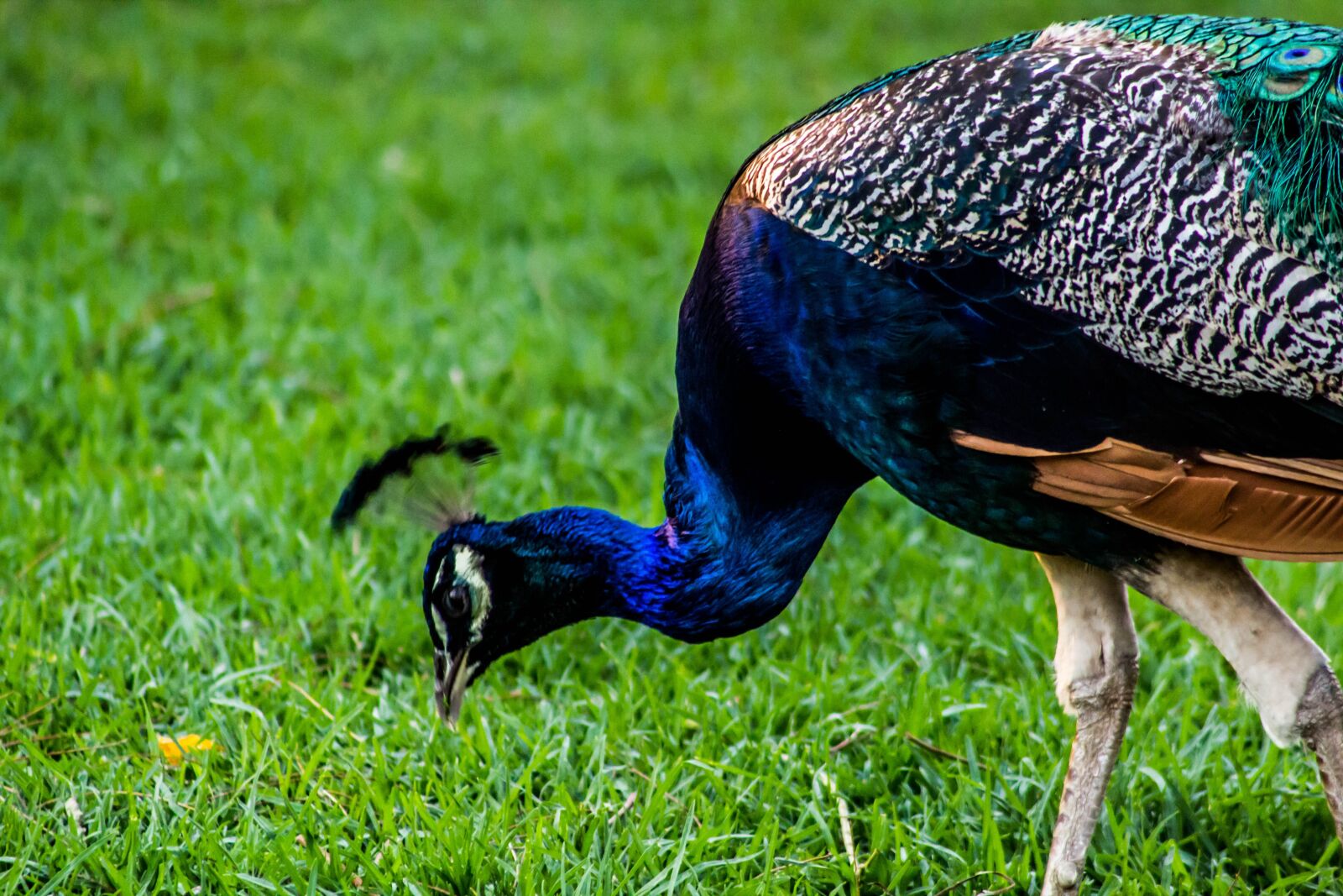 Canon EOS 600D (Rebel EOS T3i / EOS Kiss X5) sample photo. Peacock, bird, nature photography
