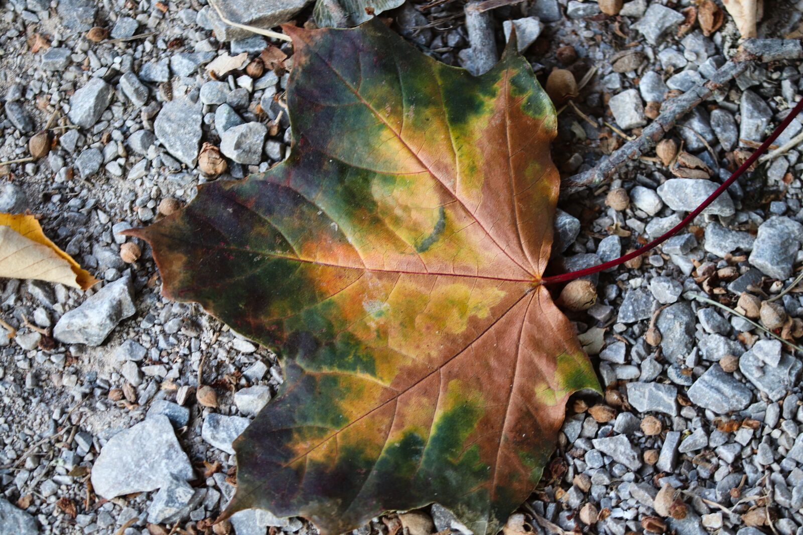 Canon EOS 200D (EOS Rebel SL2 / EOS Kiss X9) sample photo. Fall foliage, leaf, autumn photography