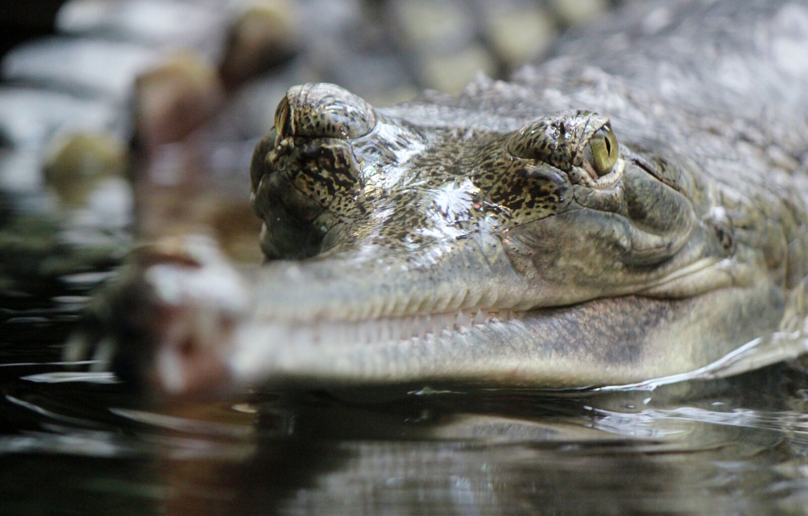 Canon EOS 550D (EOS Rebel T2i / EOS Kiss X4) sample photo. Crocodile, gavial, reptile photography