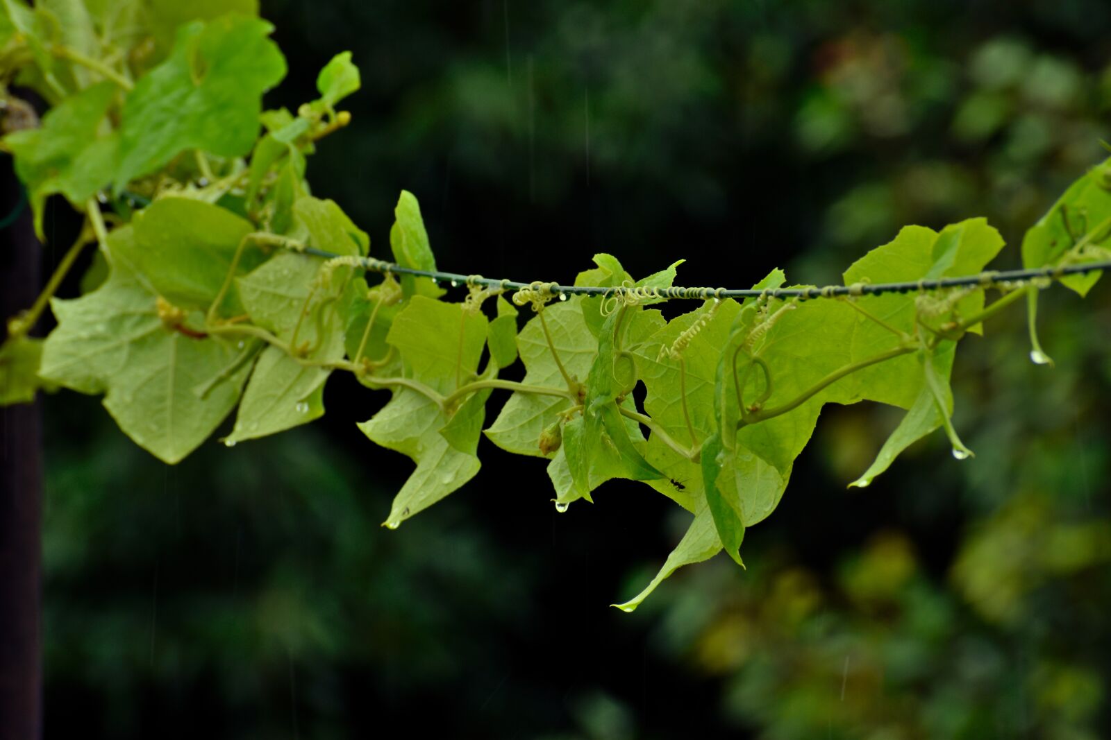 Nikon D5600 sample photo. Ridge gourd, gourd, climber photography