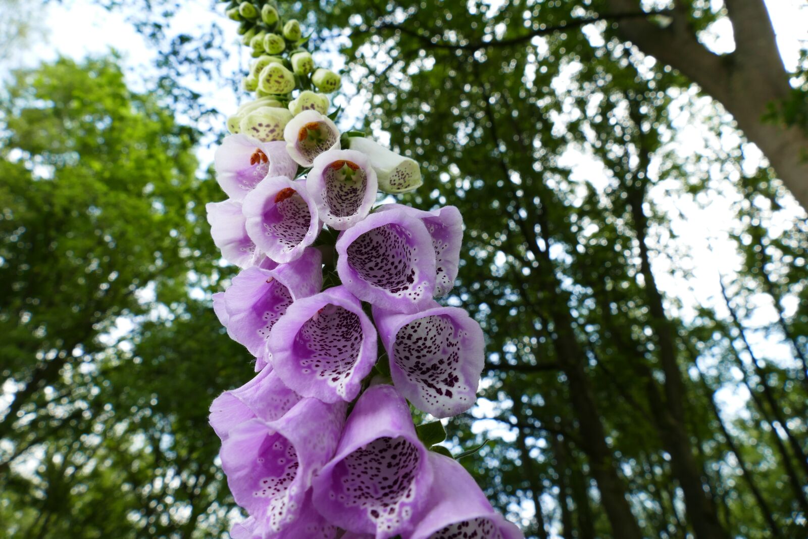 Panasonic Lumix DMC-FZ1000 sample photo. Foxglove, forest, pink photography