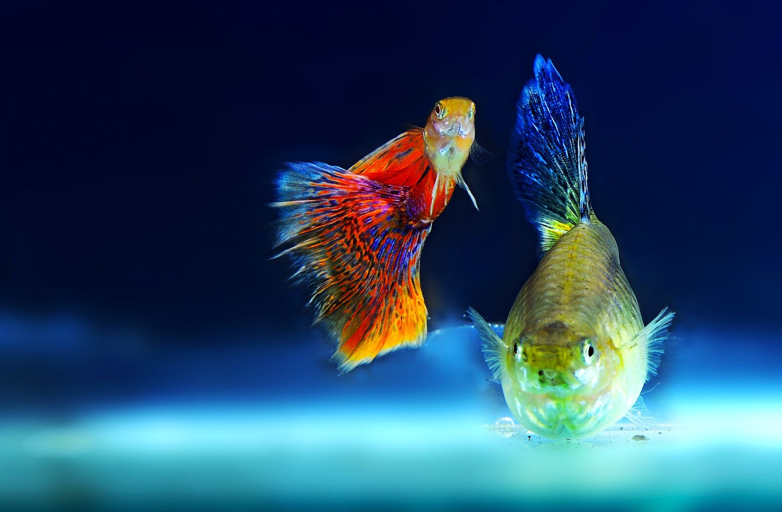 Nikon D800E sample photo. Ornamental fish, aquarium, fish photography