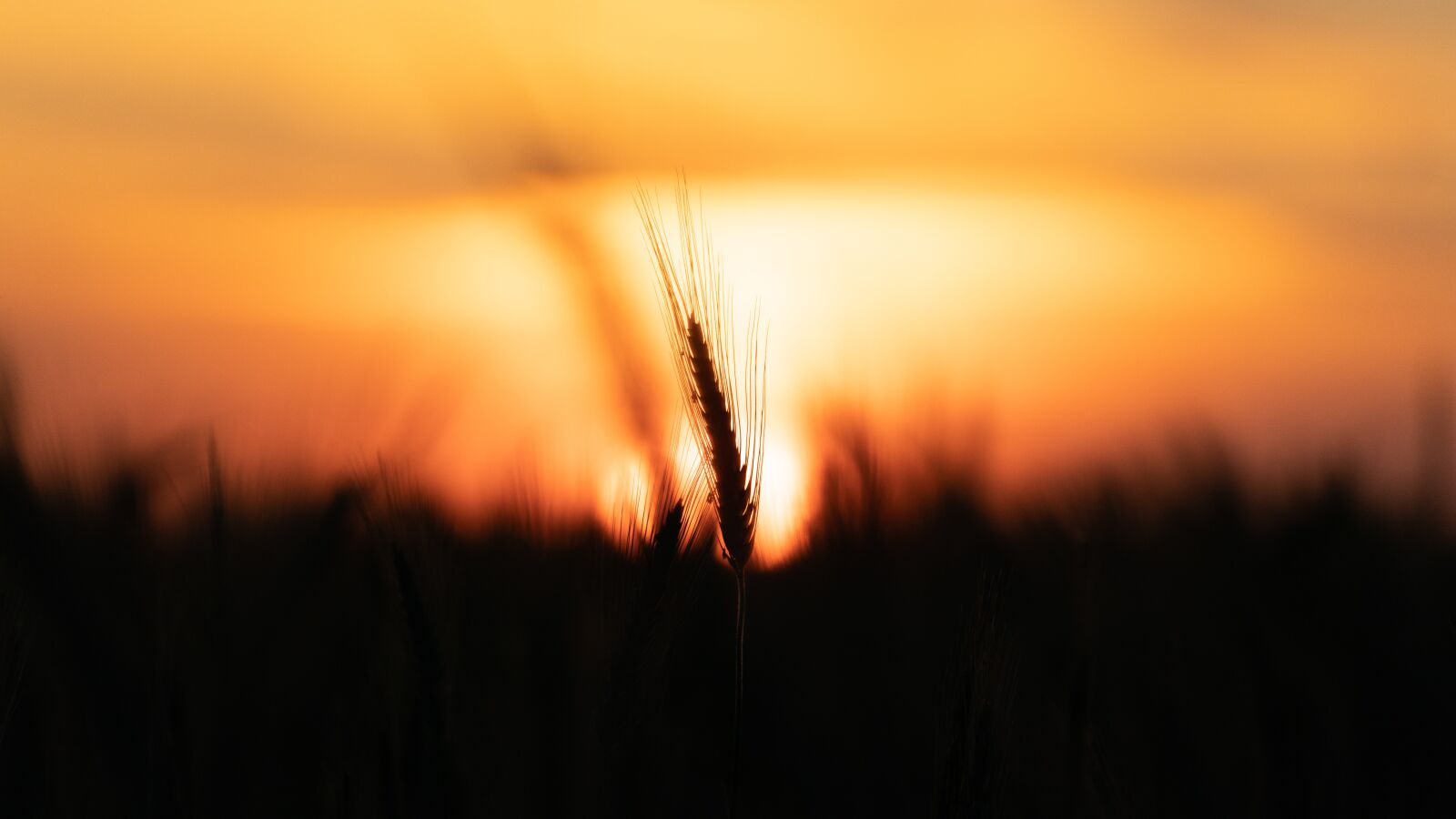 Canon EF 70-300mm F4-5.6L IS USM sample photo. Wheat, sunset, against the photography