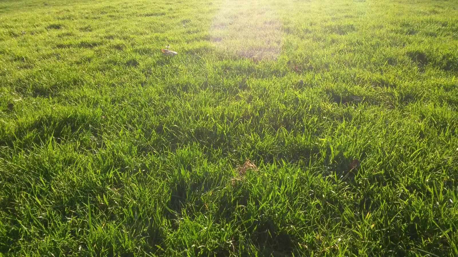 Samsung Galaxy S4 Mini sample photo. City, park, grass, green photography