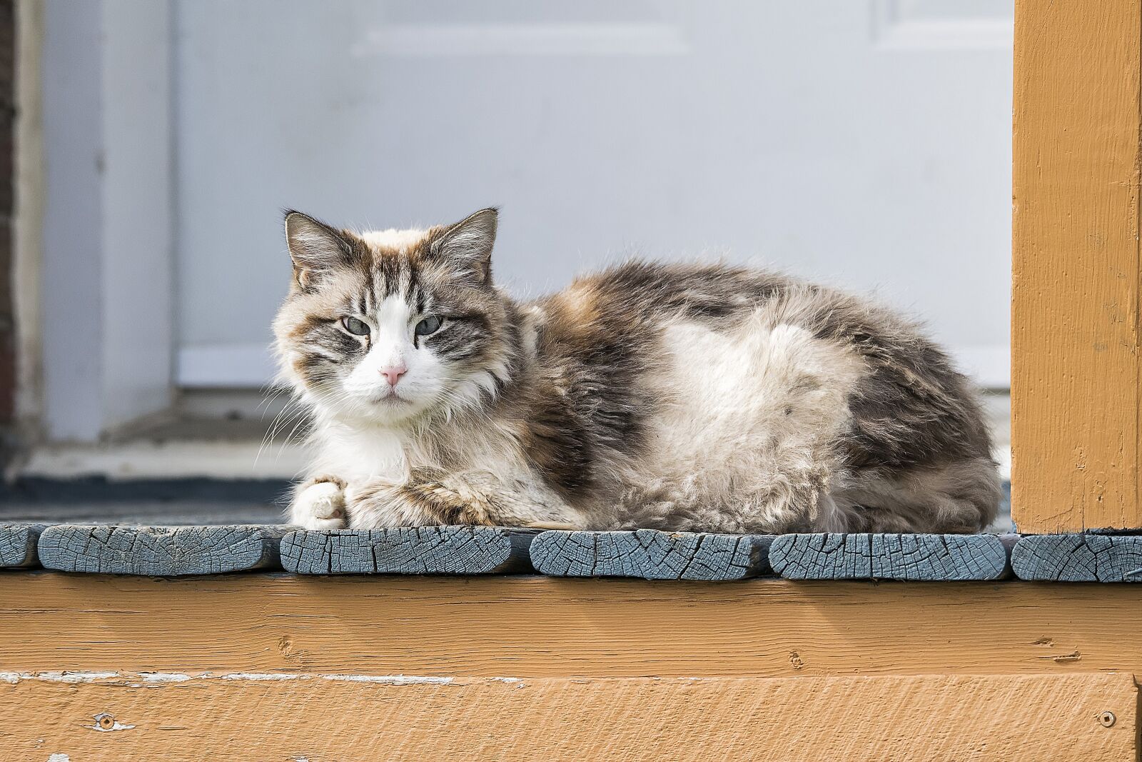 Nikon D5300 sample photo. Cat, portrait, pet photography