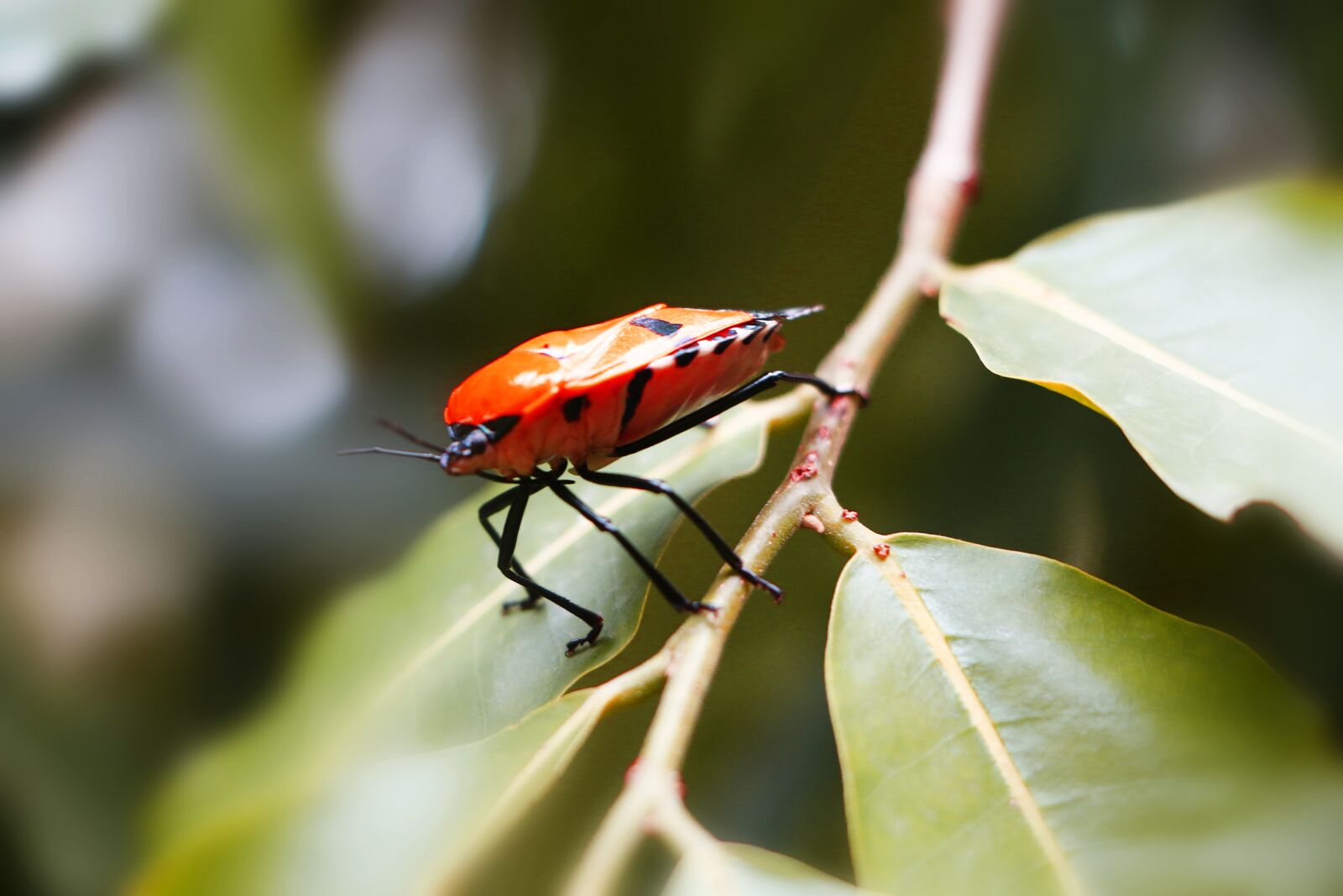 Canon EOS 70D sample photo. Insect, nature, leaf photography