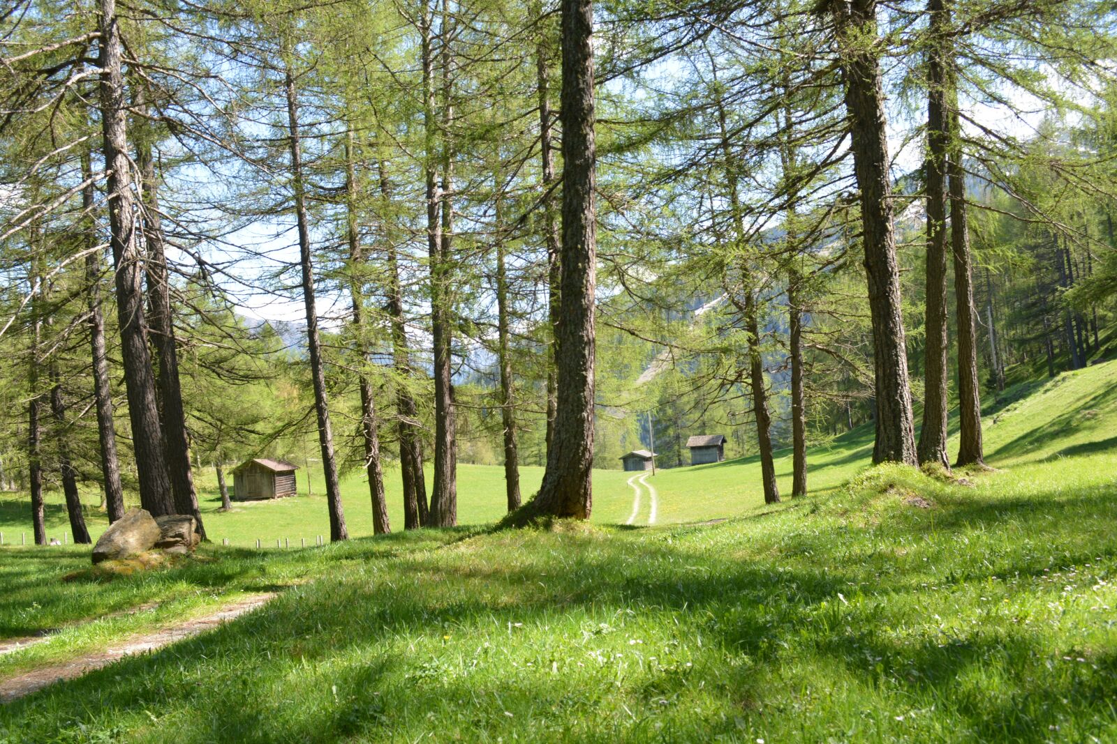 Nikon D5200 sample photo. Forest, tyrol, austria photography