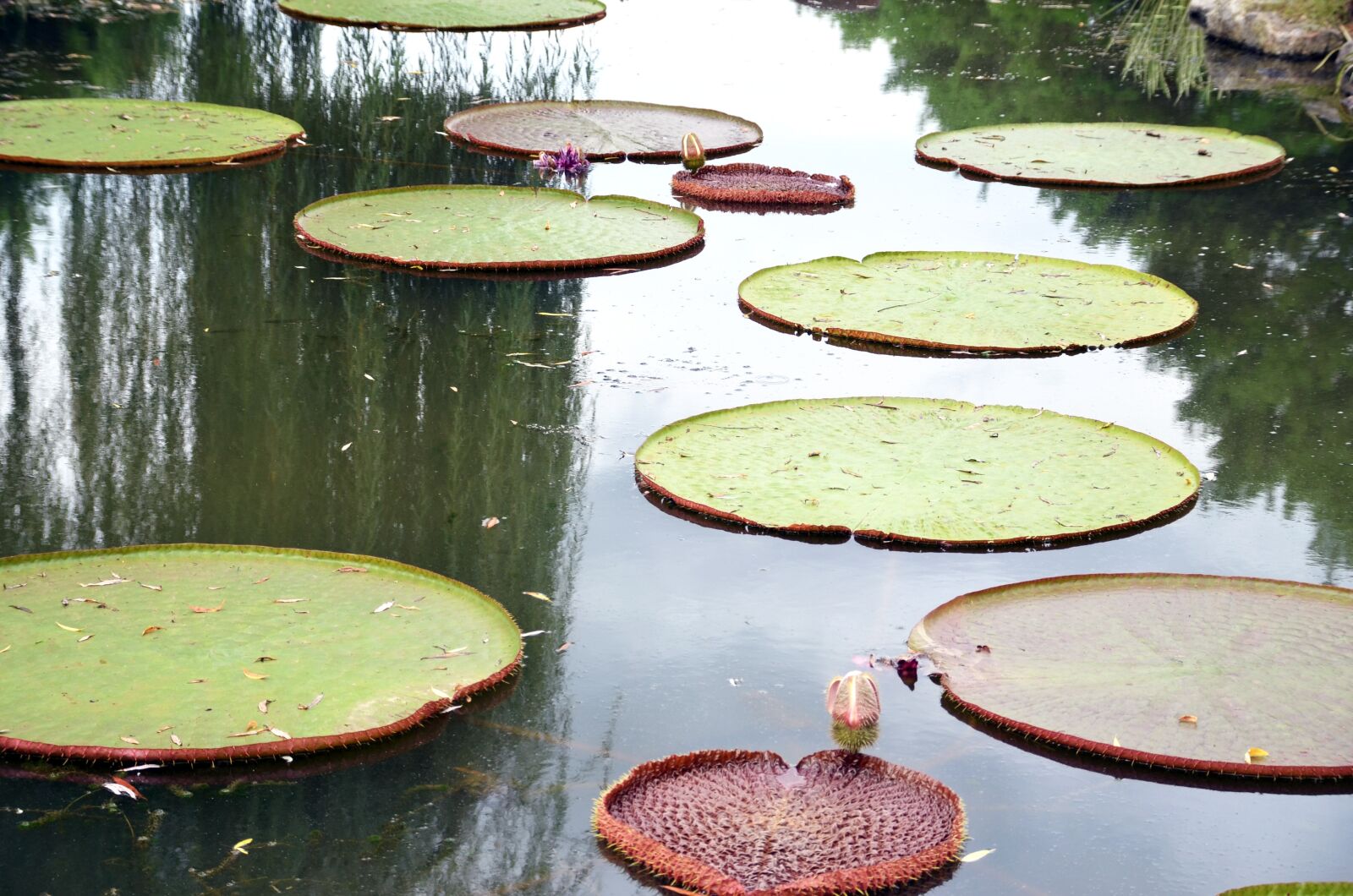 Nikon D7000 sample photo. Lotus, flowers, semi circle photography