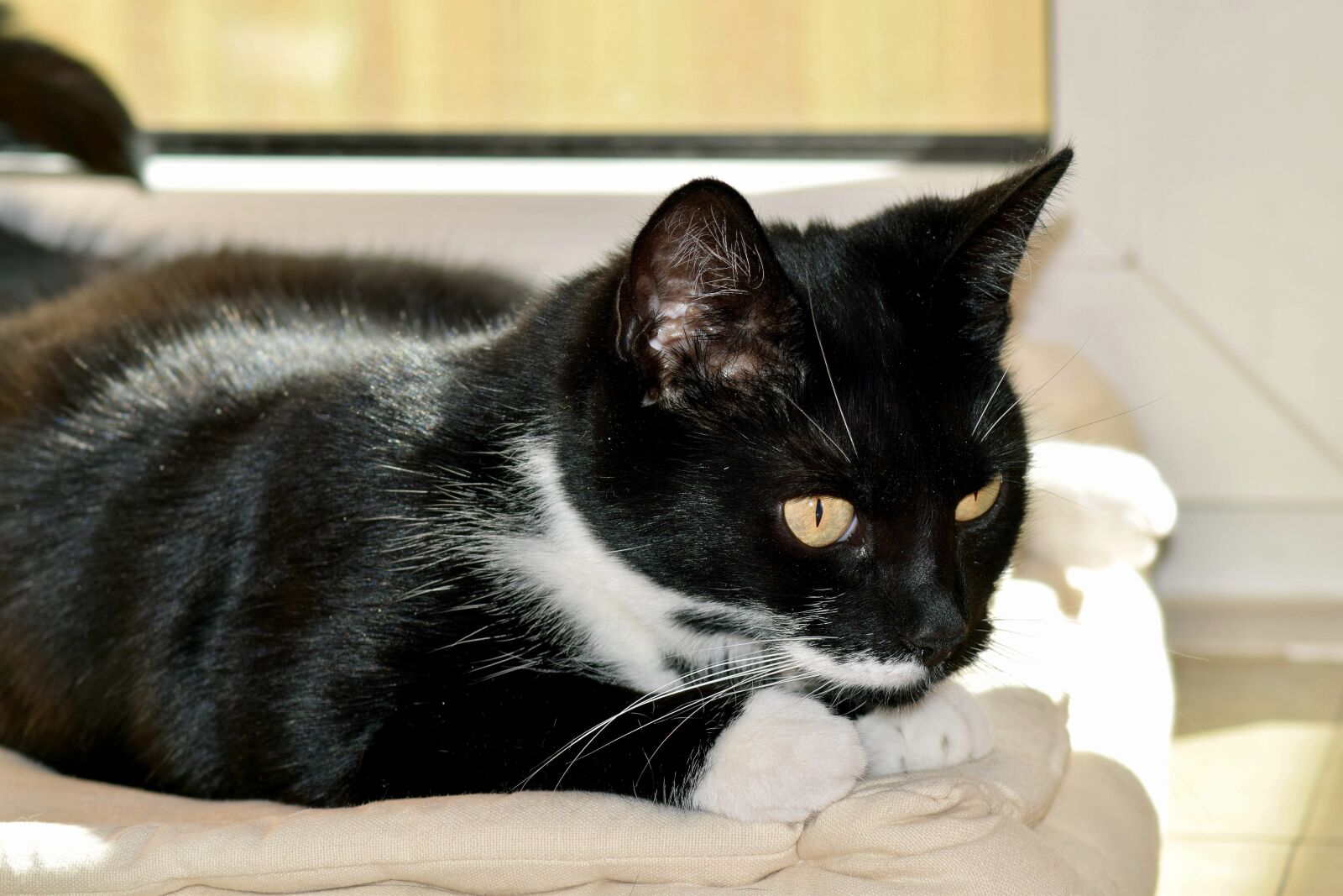 Nikon D3300 sample photo. Cat in playful mood photography