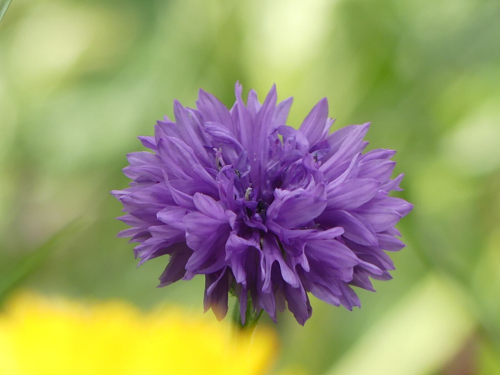Panasonic Lumix DMC-FZ300 sample photo. Cornflower, flower, blue photography