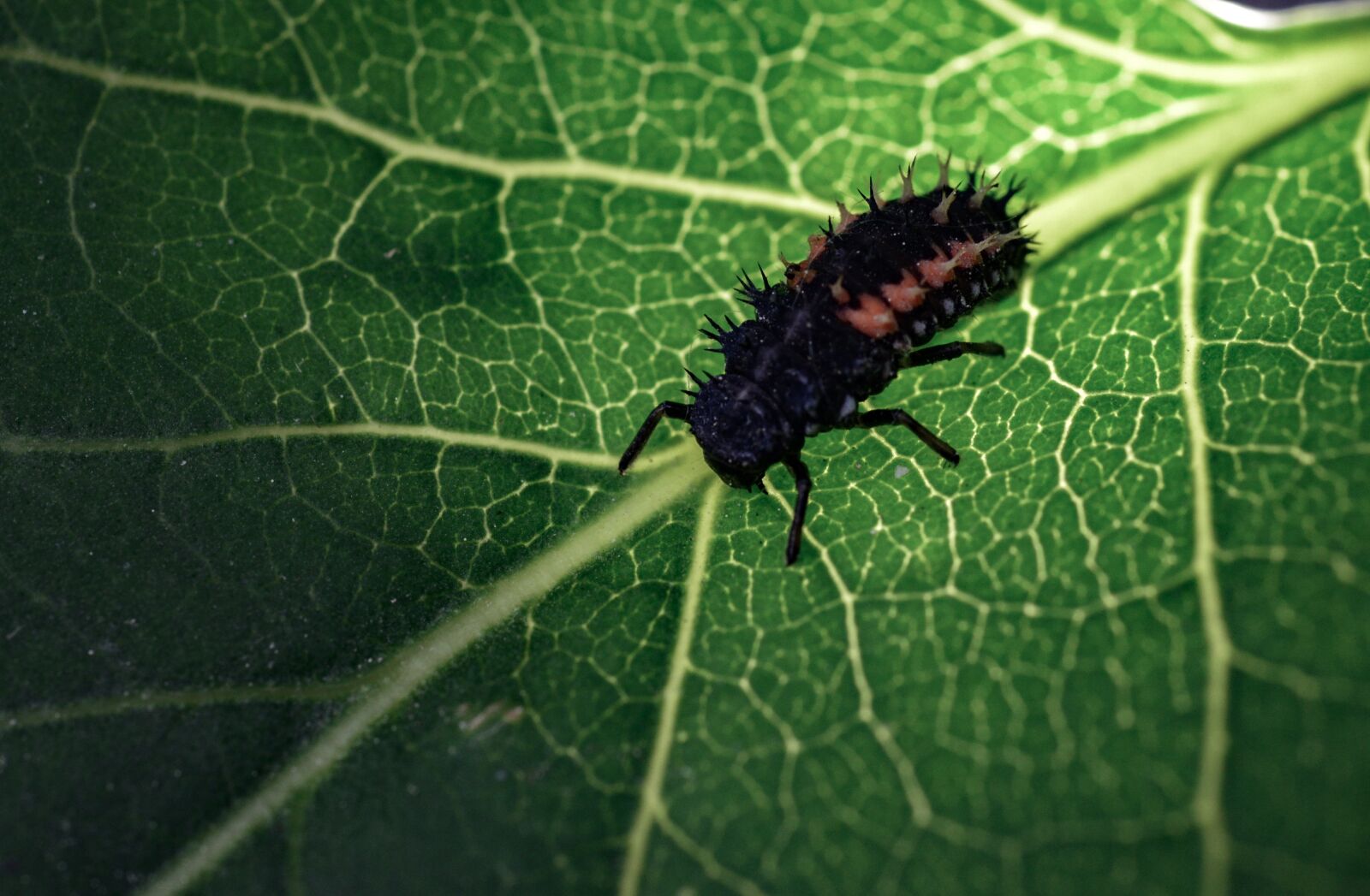 Nikon D610 sample photo. Marienk fer larva, insect photography