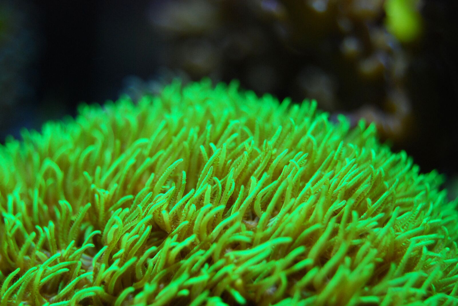 Nikon D40X sample photo. Coral, reef, sea photography