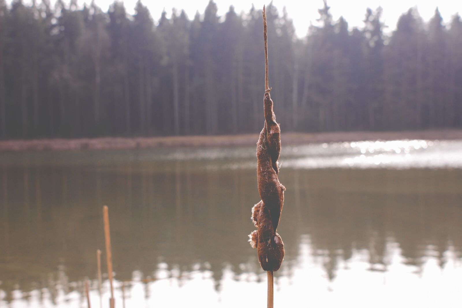 Canon EOS 700D (EOS Rebel T5i / EOS Kiss X7i) sample photo. Coniferous, lake, reed photography