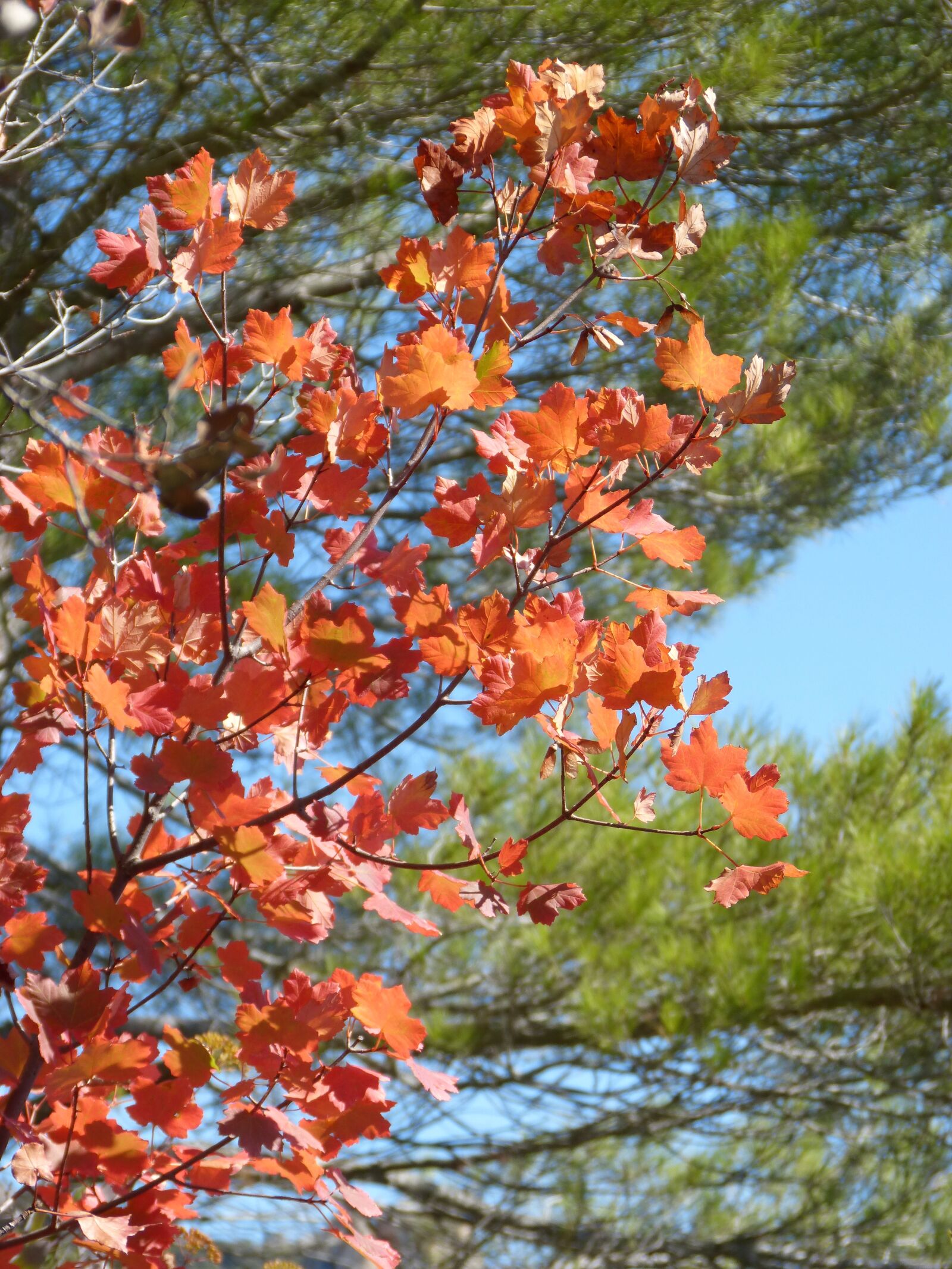Panasonic DMC-FZ62 sample photo. Sycamore, red leaves, autumn photography