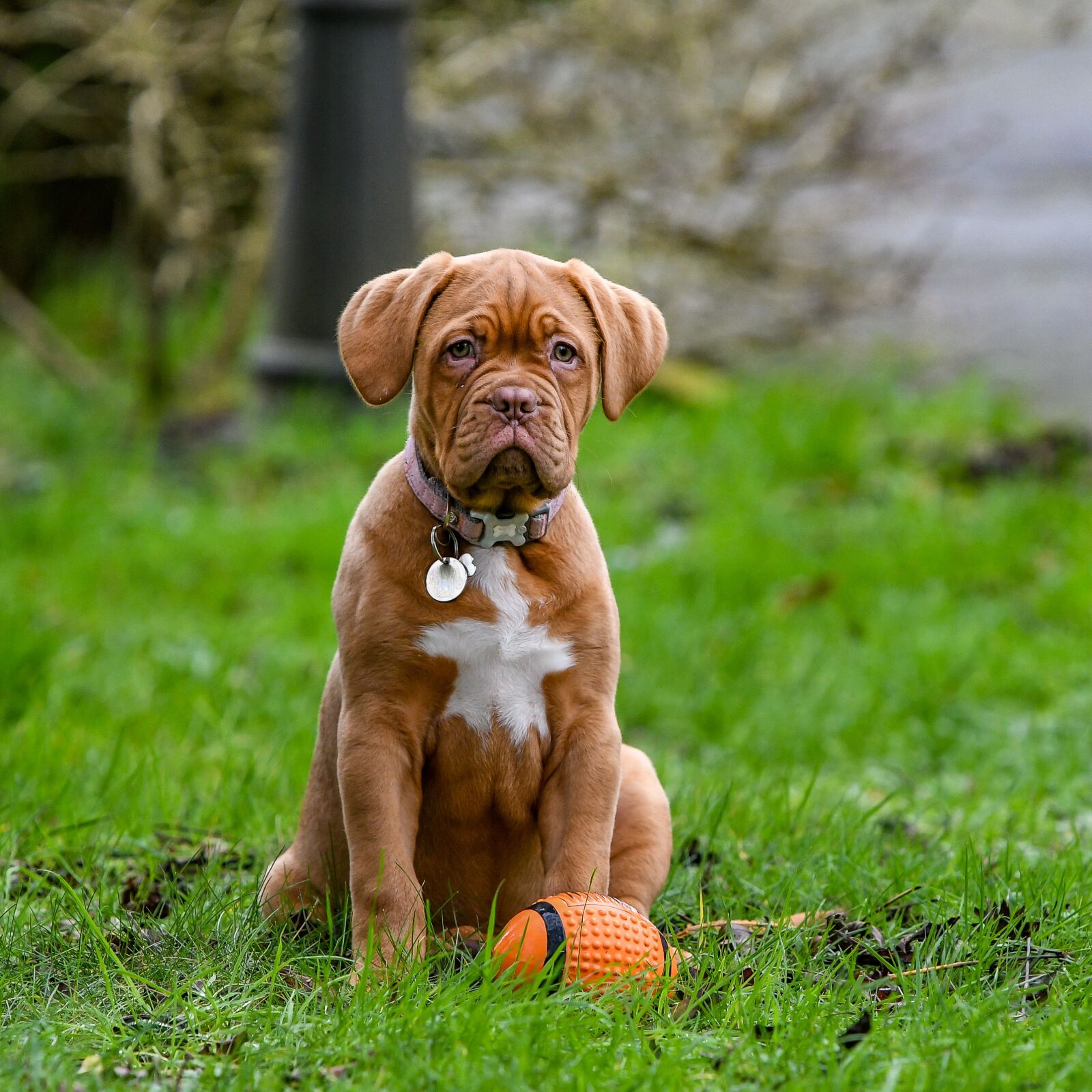 Nikon D500 sample photo. Dogue de bordeaux, dog photography