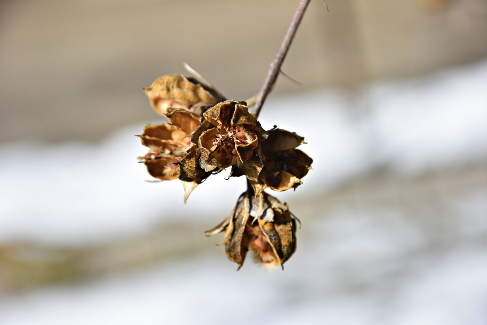 Nikon D3400 sample photo. Nature, close up, leaf photography