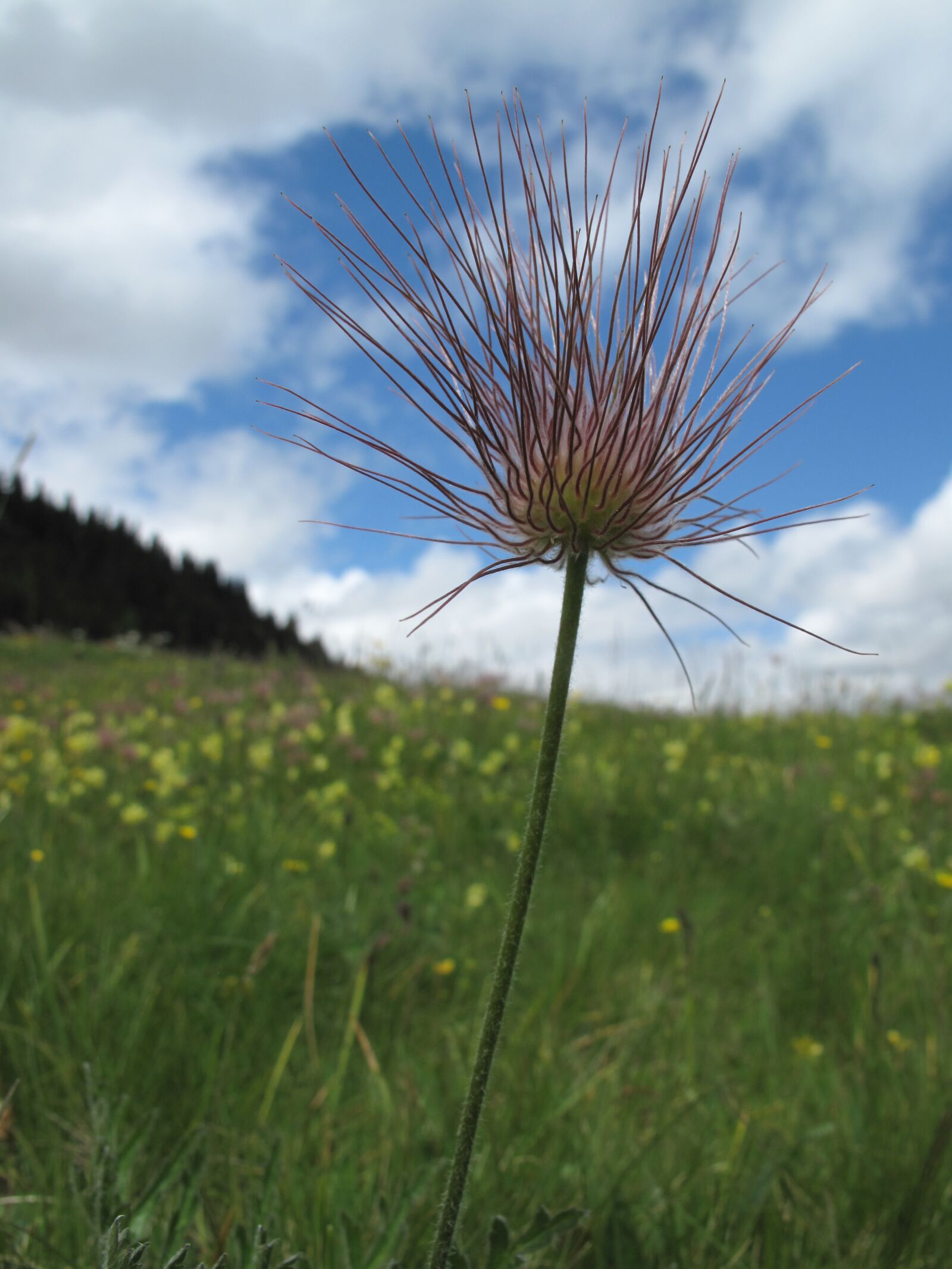 Canon PowerShot G10 sample photo. Flower meadow, alm, switzerland photography