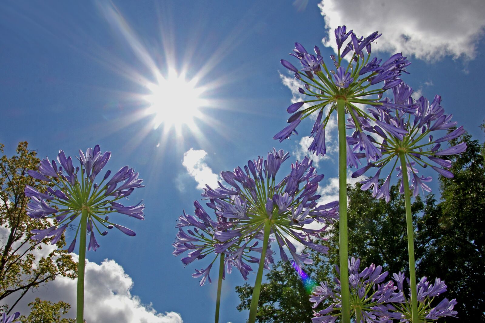Canon EOS 60D sample photo. Garden, sun, sky photography
