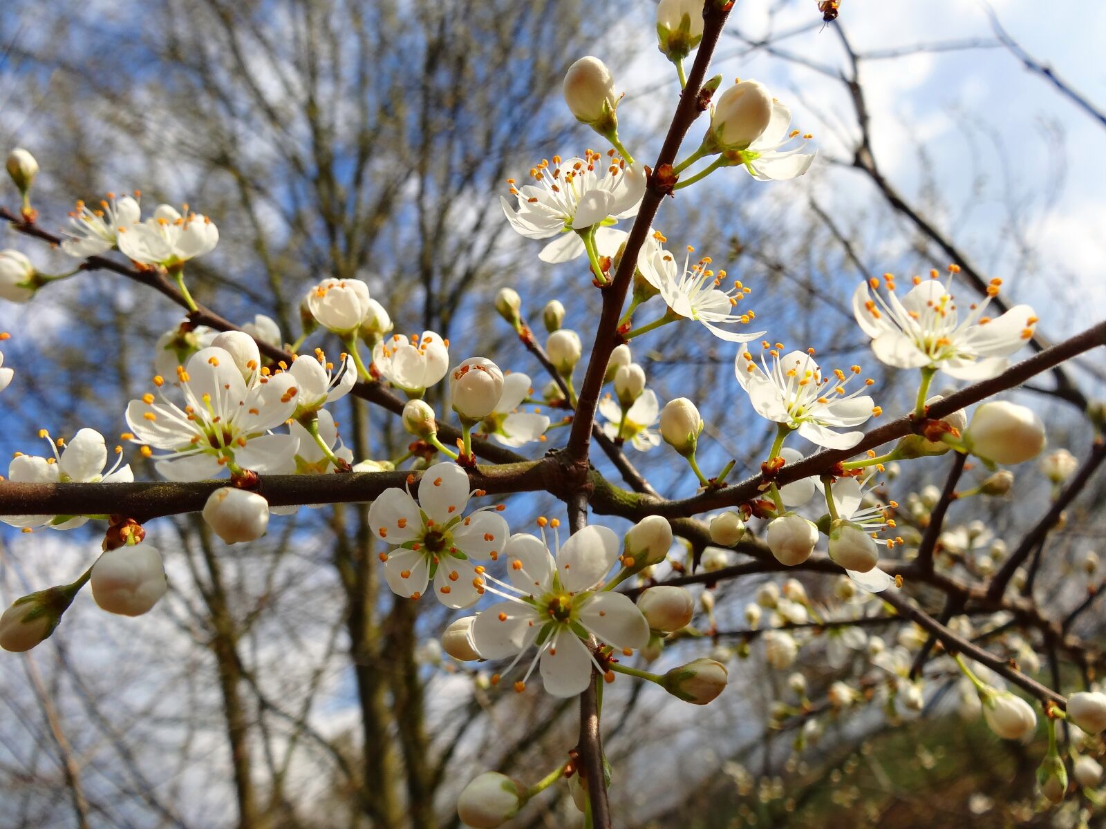 Sony Cyber-shot DSC-HX20V sample photo. Cherry blossom, cherry tree photography