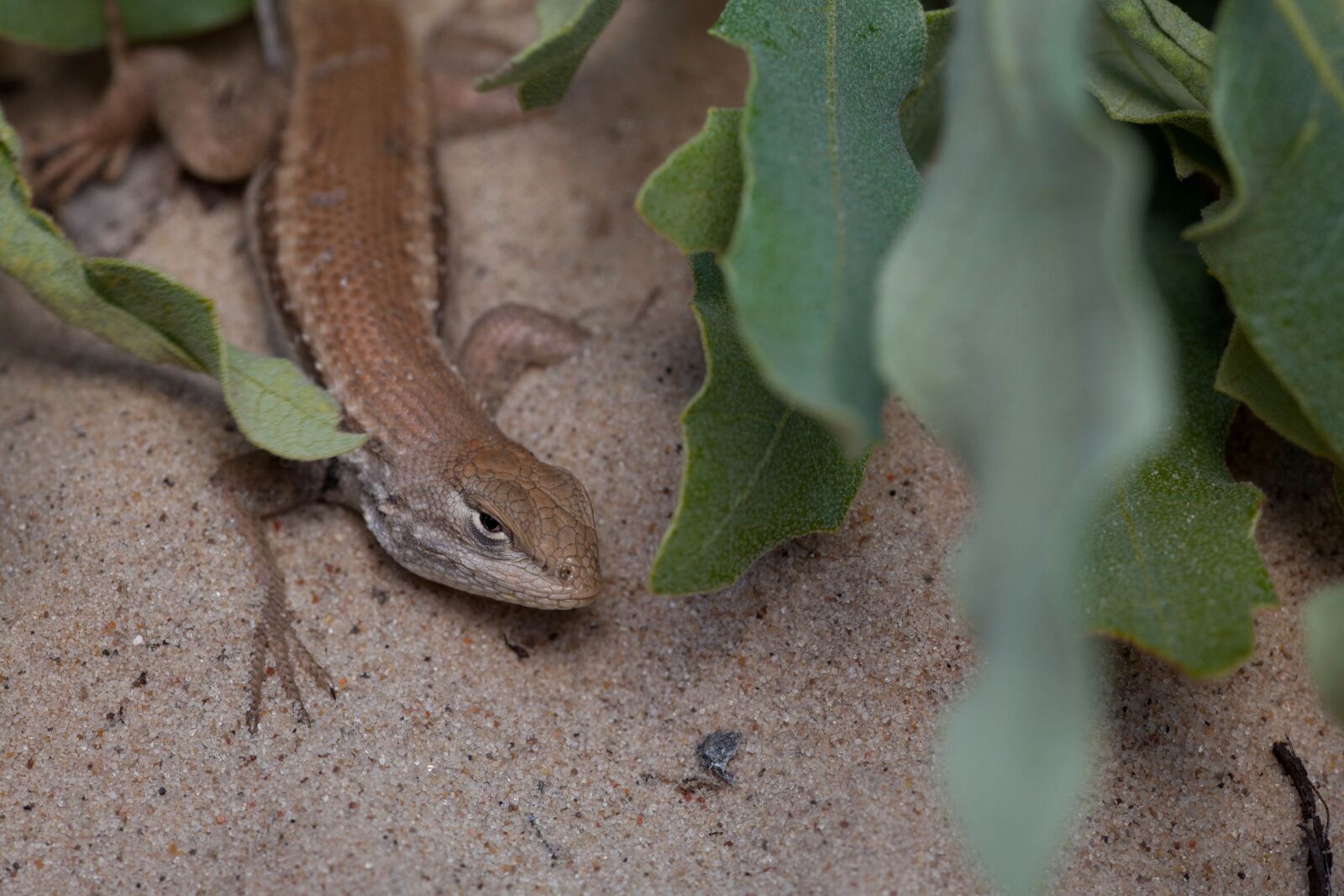 Canon EOS 5D Mark II sample photo. Reptile, animal, dunes, sagebrush photography