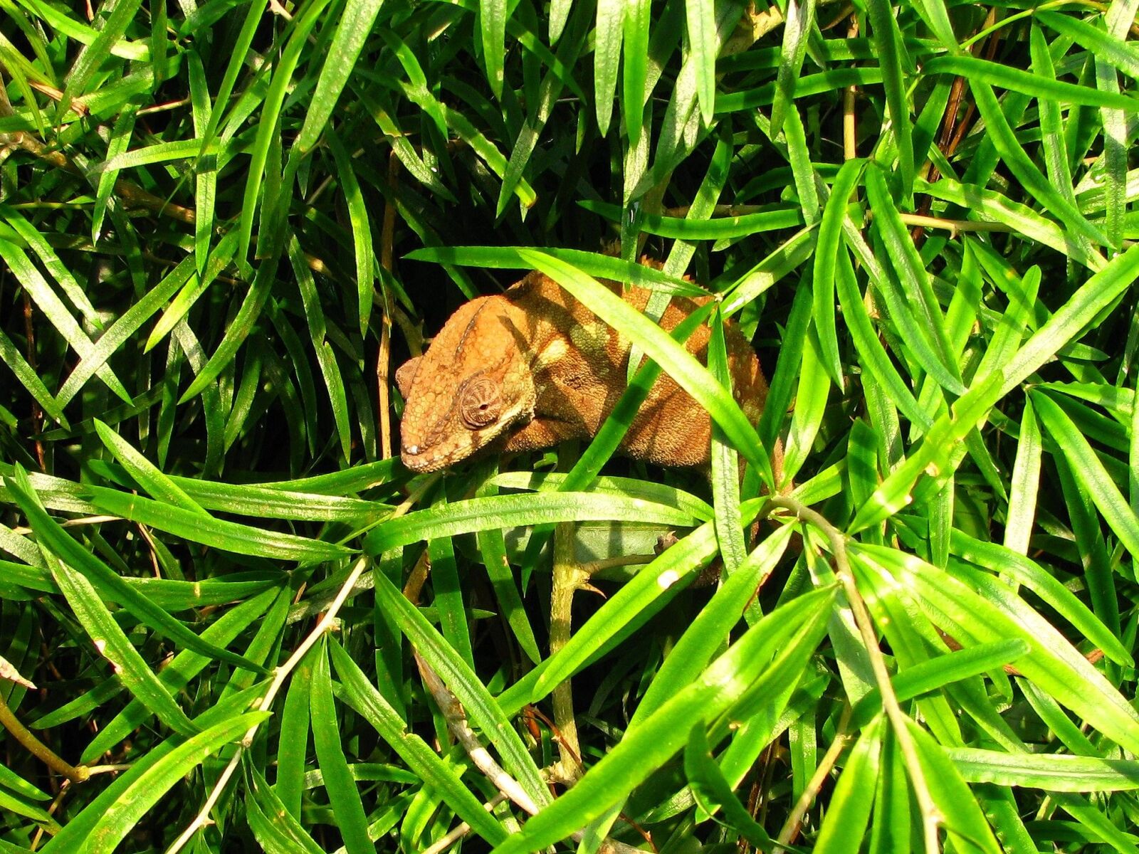 Canon POWERSHOT SX100 IS sample photo. Chameleon, reptile, sweet photography